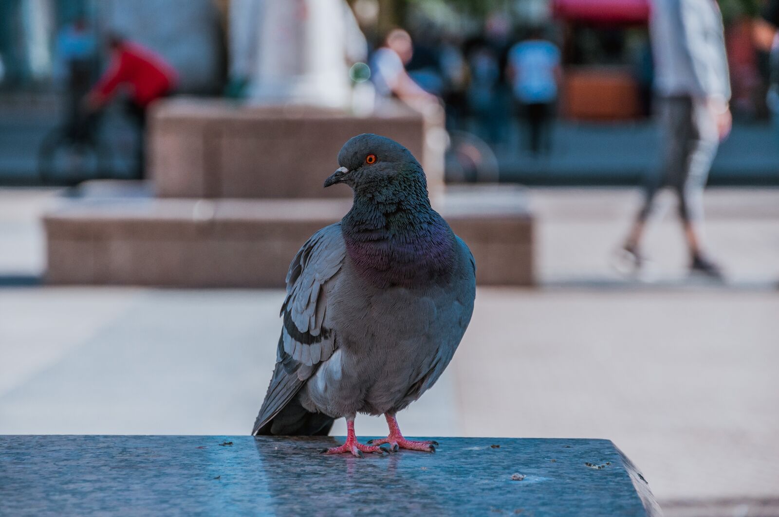 Nikon D90 sample photo. Pigeon, city, dove photography