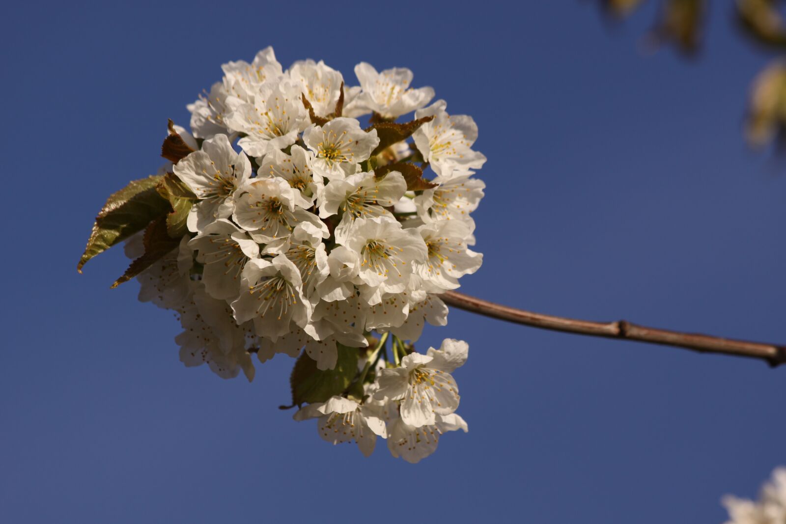 Canon EOS 50D sample photo. Cherry branch, spring, flowers photography