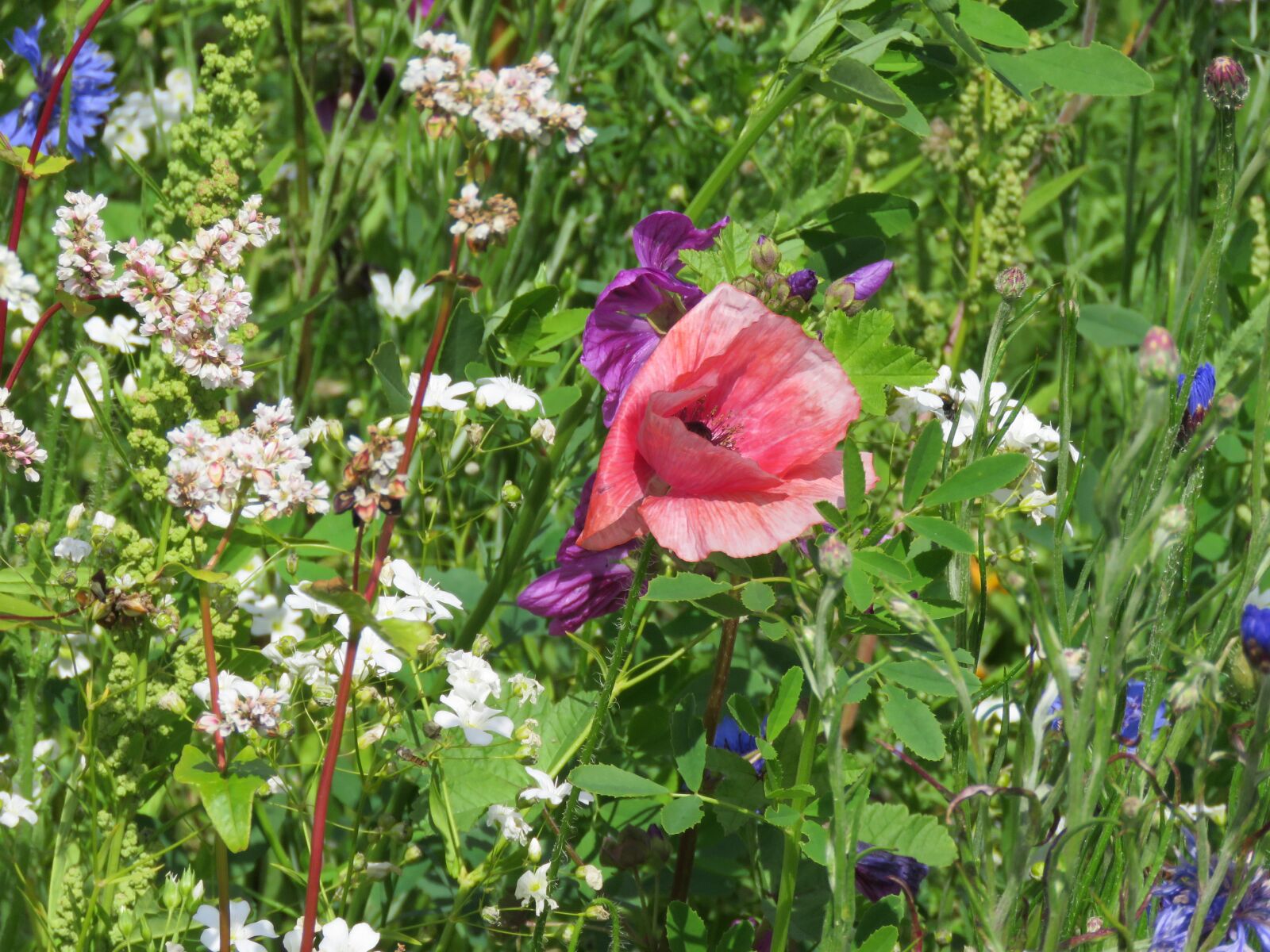 Canon PowerShot SX60 HS sample photo. Flowers, field, summer photography