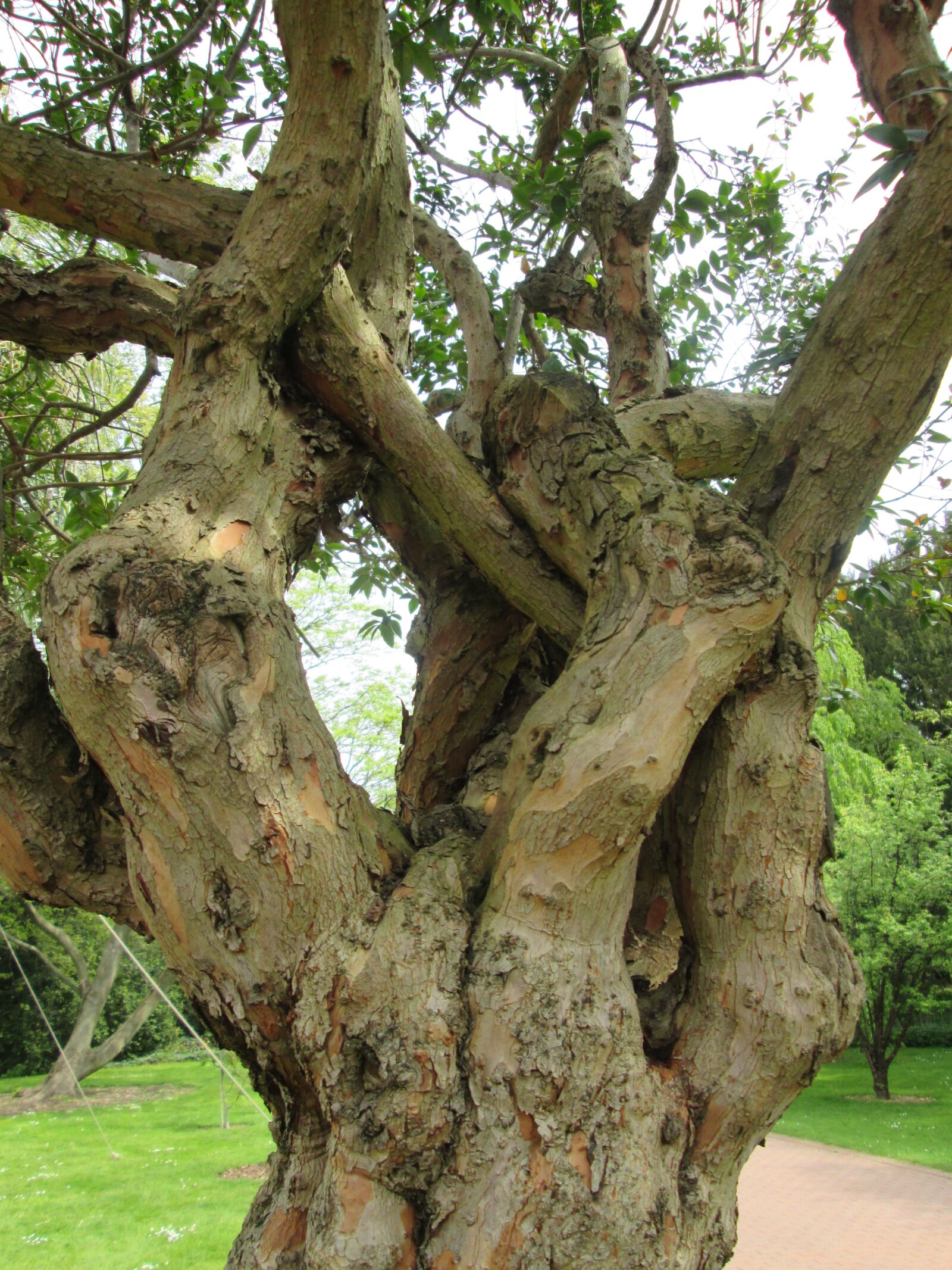Canon PowerShot A2500 sample photo. Tree, old, tribe photography