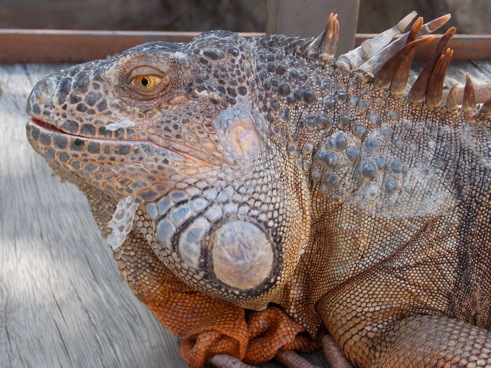 Nikon Coolpix L810 sample photo. Iguana, reptile, lizard photography