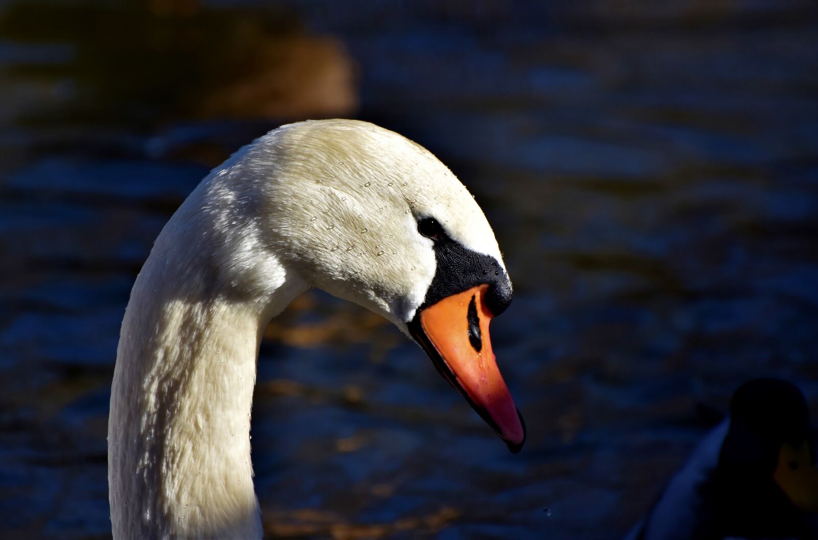 Nikon D7200 sample photo. Swan, gooseneck, water bird photography