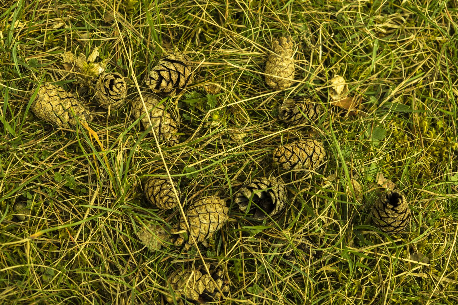 Sony a6300 + Sigma 30mm F2.8 EX DN sample photo. Pine cones, meadow, grass photography