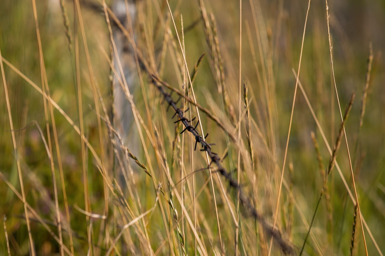 Fujifilm XF 55-200mm F3.5-4.8 R LM OIS sample photo. Pasture fence, barbed wire photography