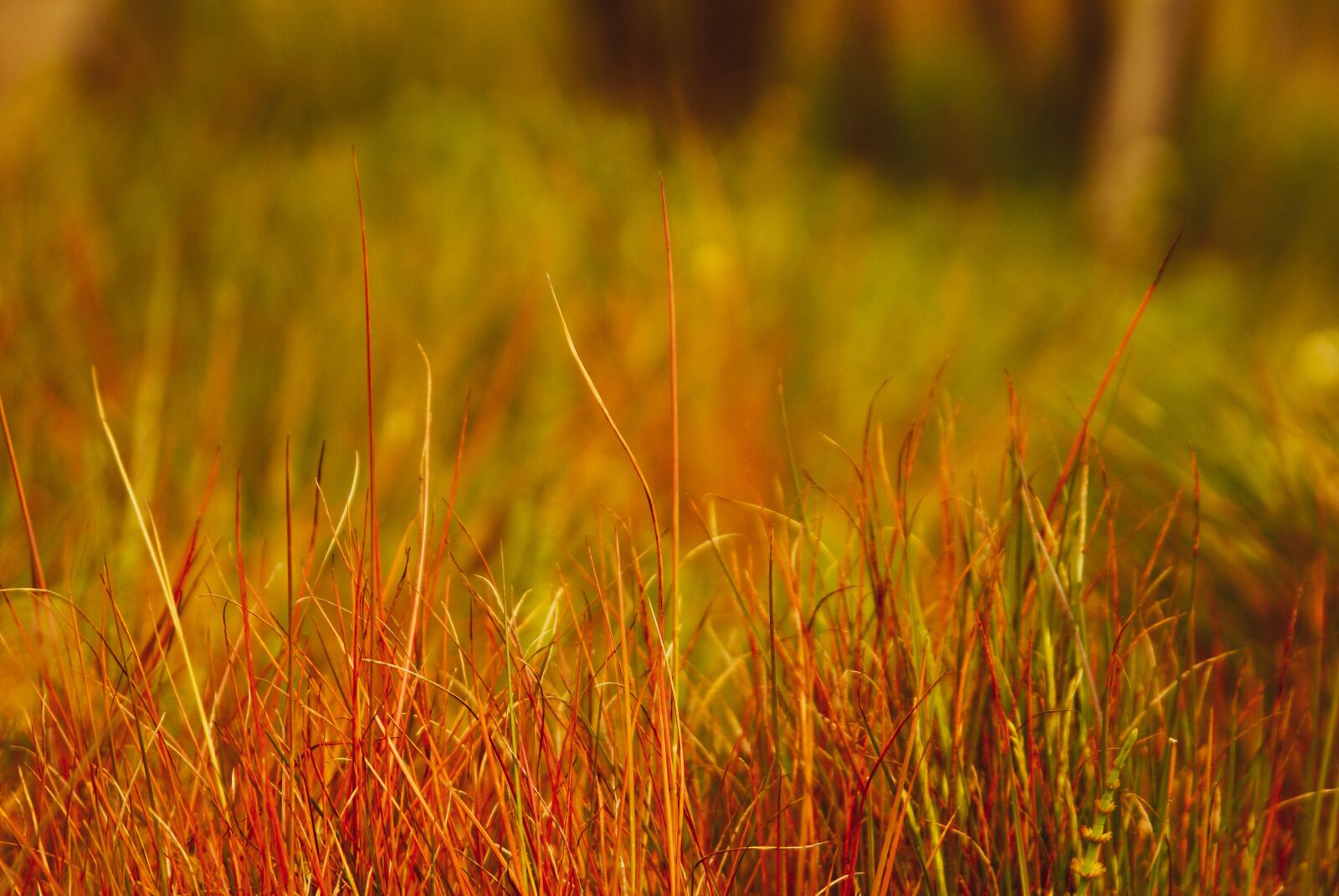 Sony Alpha DSLR-A200 sample photo. Red grass, grass, red photography