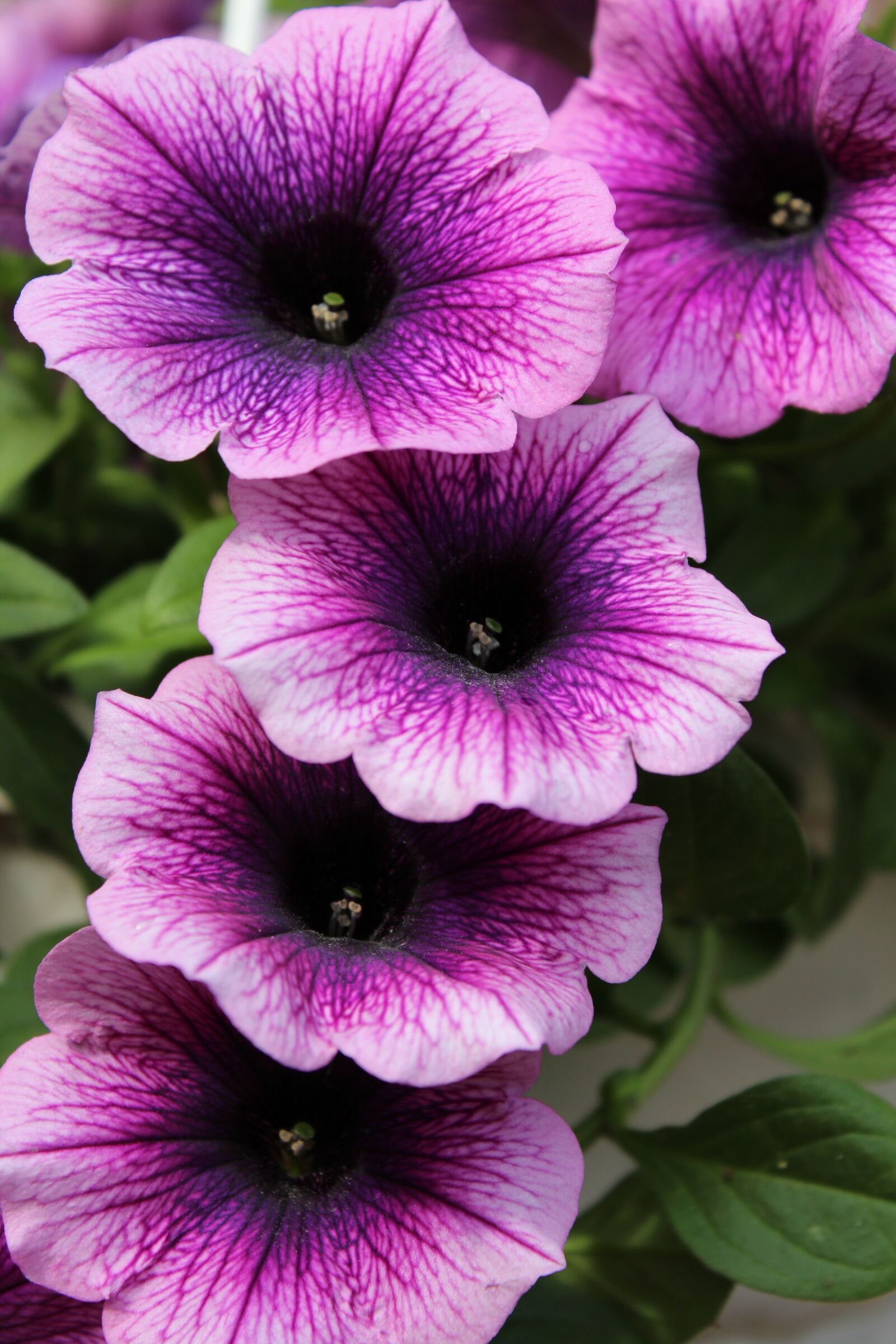 Canon EOS 1200D (EOS Rebel T5 / EOS Kiss X70 / EOS Hi) sample photo. Petunia, purple, flowers photography