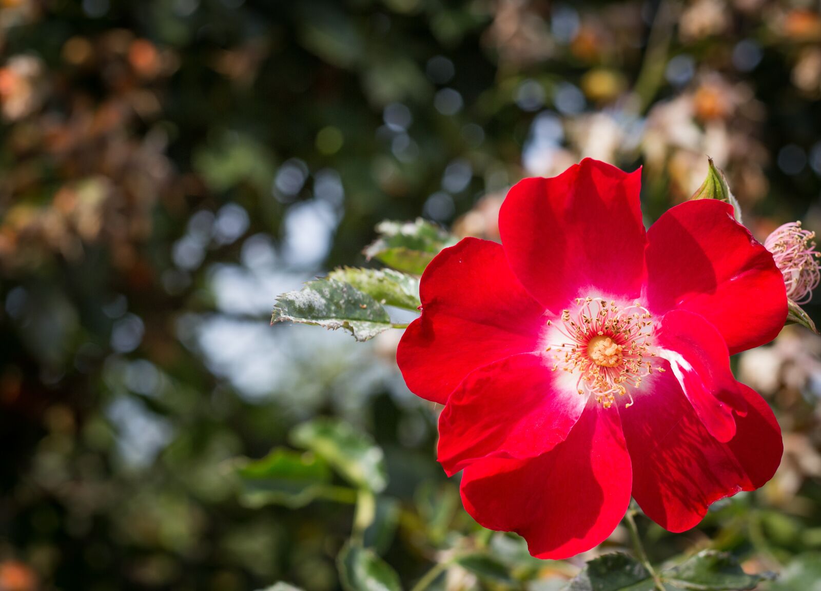 Canon EOS 700D (EOS Rebel T5i / EOS Kiss X7i) + Canon EF 50mm F1.8 STM sample photo. Nature, natural, beauty photography