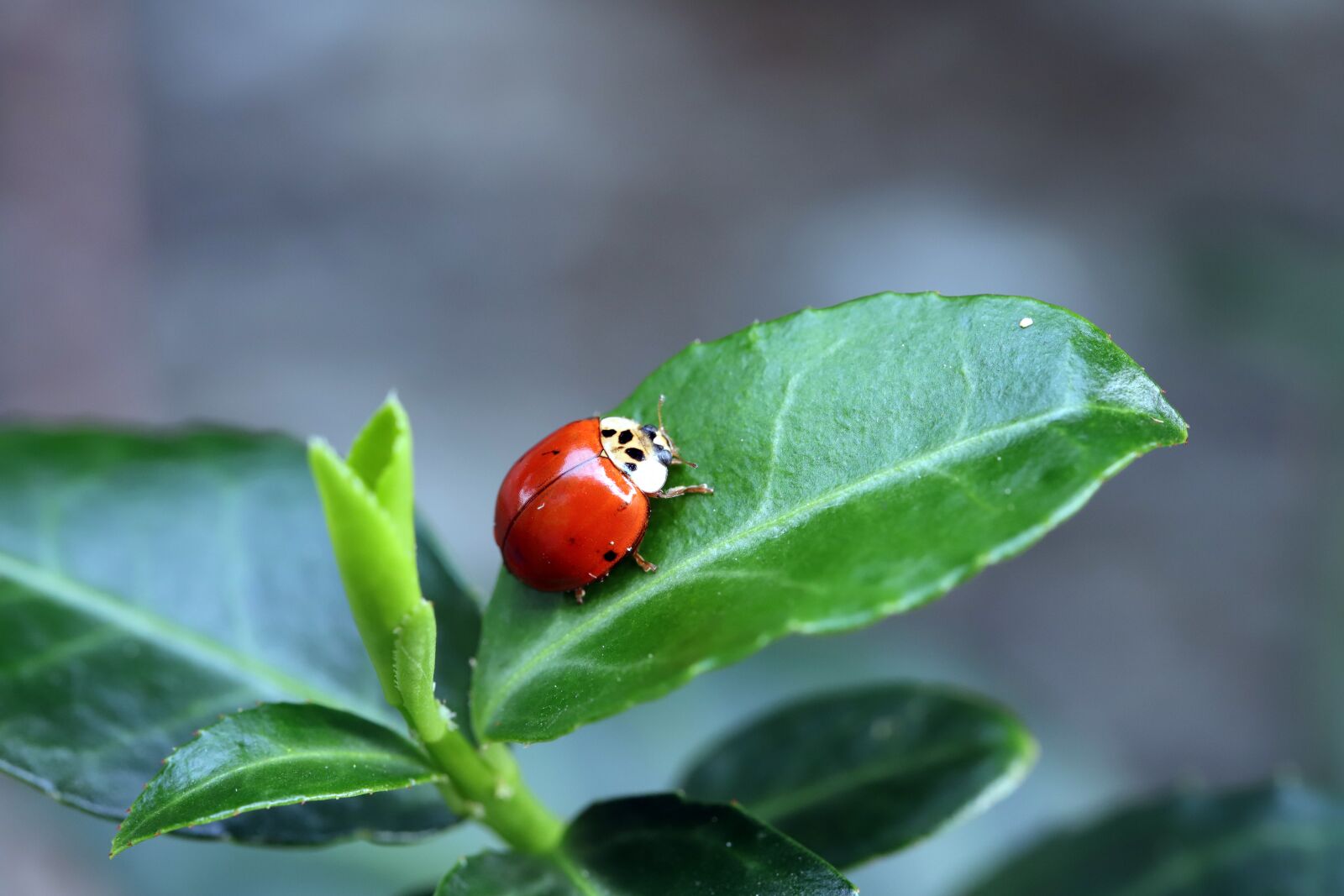 Canon EOS 6D Mark II sample photo. Summer, ladybug, insects photography