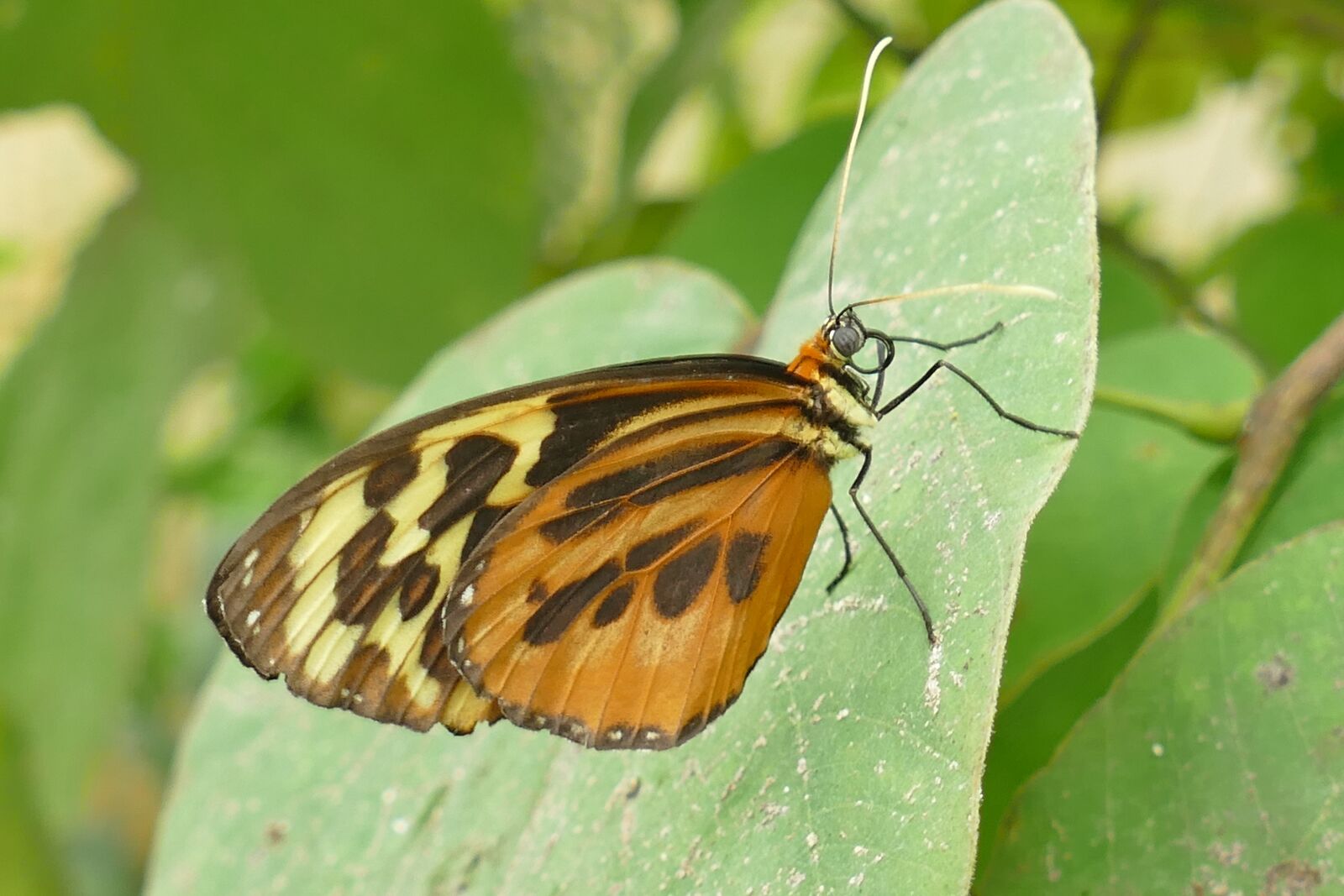 Panasonic Lumix DMC-FZ1000 sample photo. Butterfly, brown-yellow, insect photography