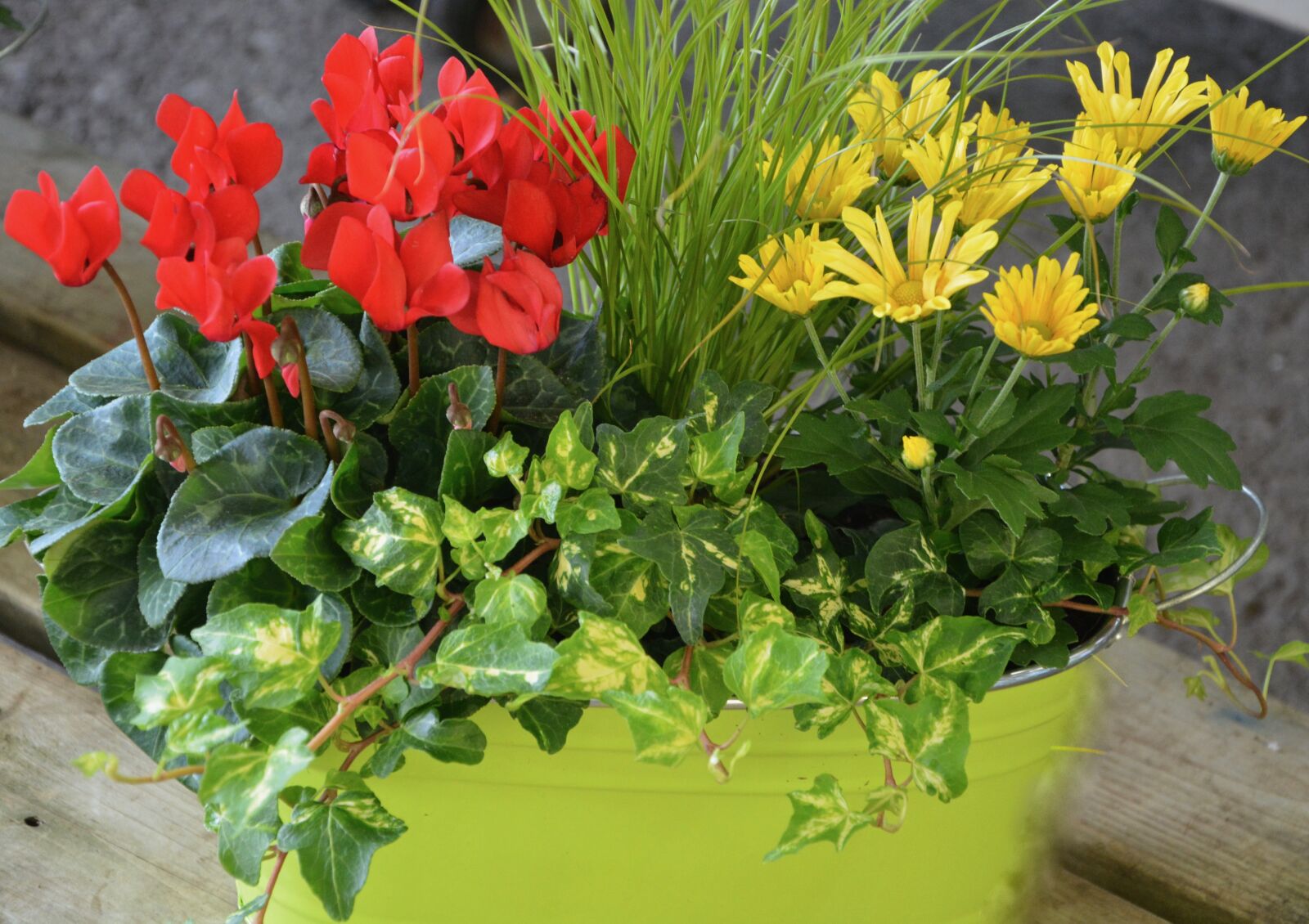 Nikon D5200 sample photo. Red flowers, yellow, plants photography