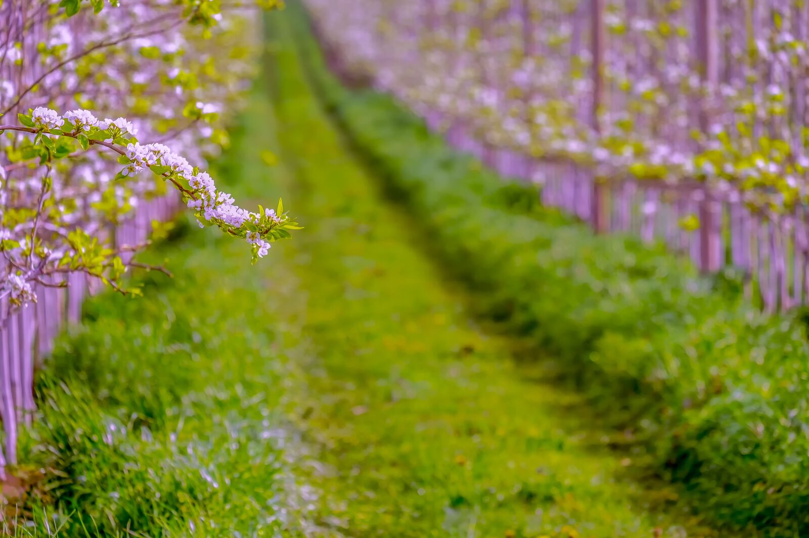 Fujifilm XF 55-200mm F3.5-4.8 R LM OIS sample photo. Pear blossom, spring, fruit photography
