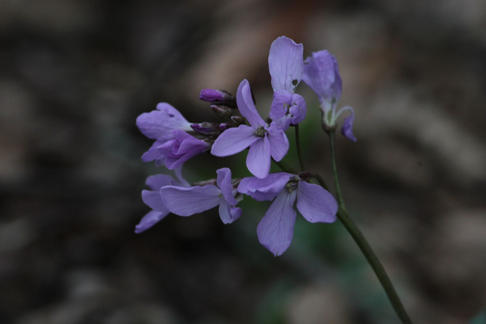 Canon EOS 600D (Rebel EOS T3i / EOS Kiss X5) sample photo. Flowers, nature, russia photography