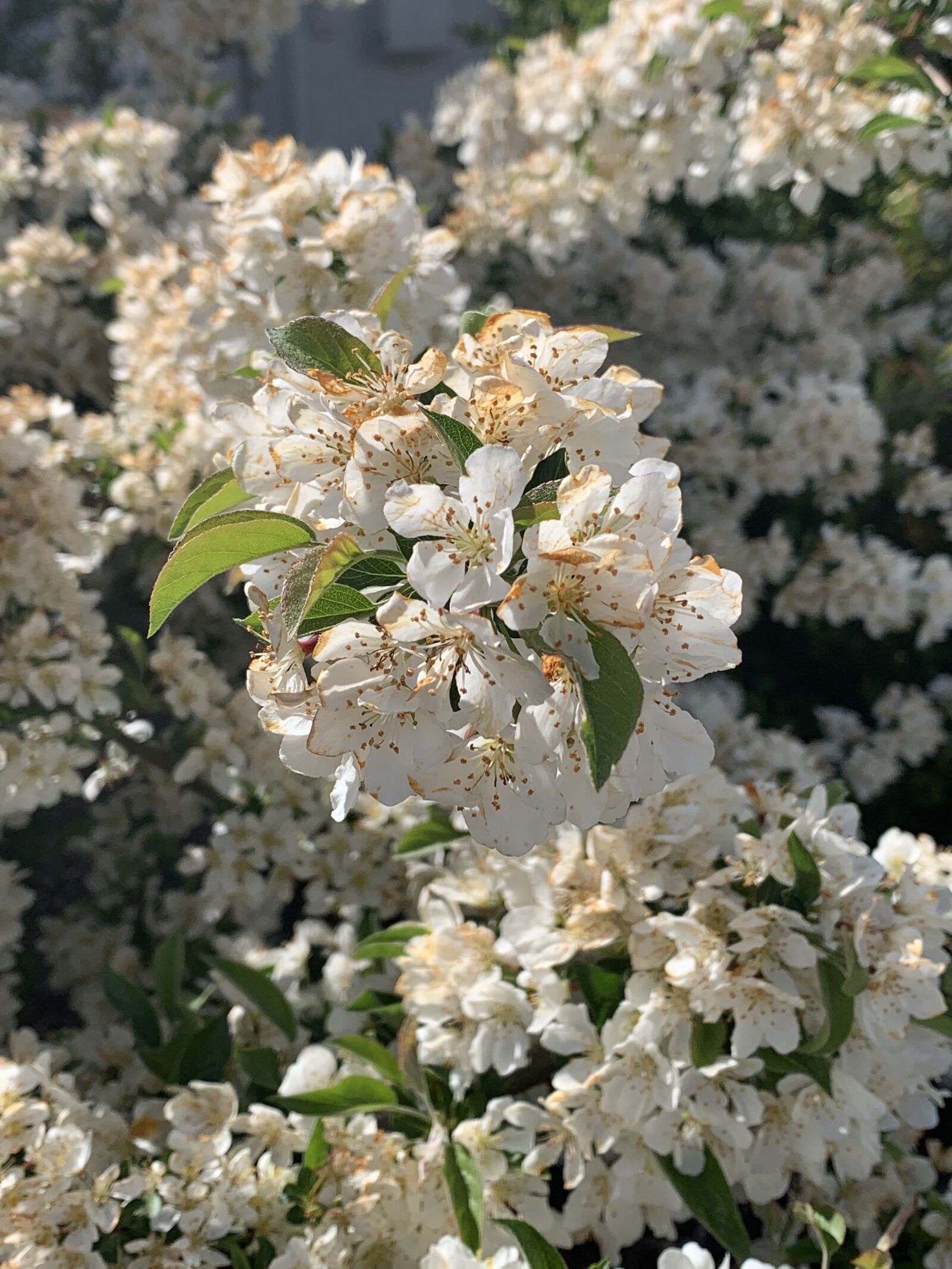 Apple iPhone XR sample photo. White flowers, spring, white photography