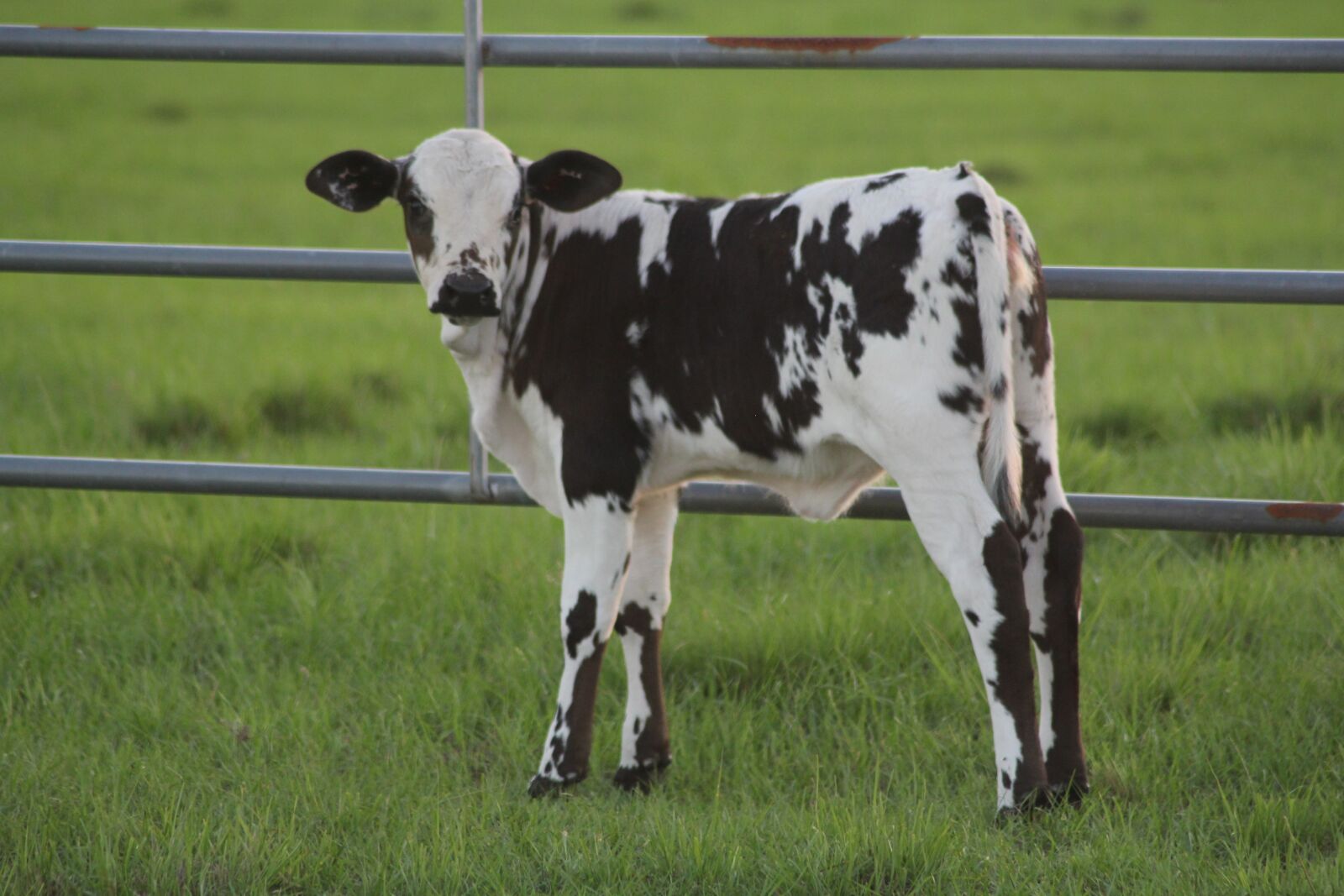 Canon EOS 60D sample photo. Calf, baby cow, cow photography