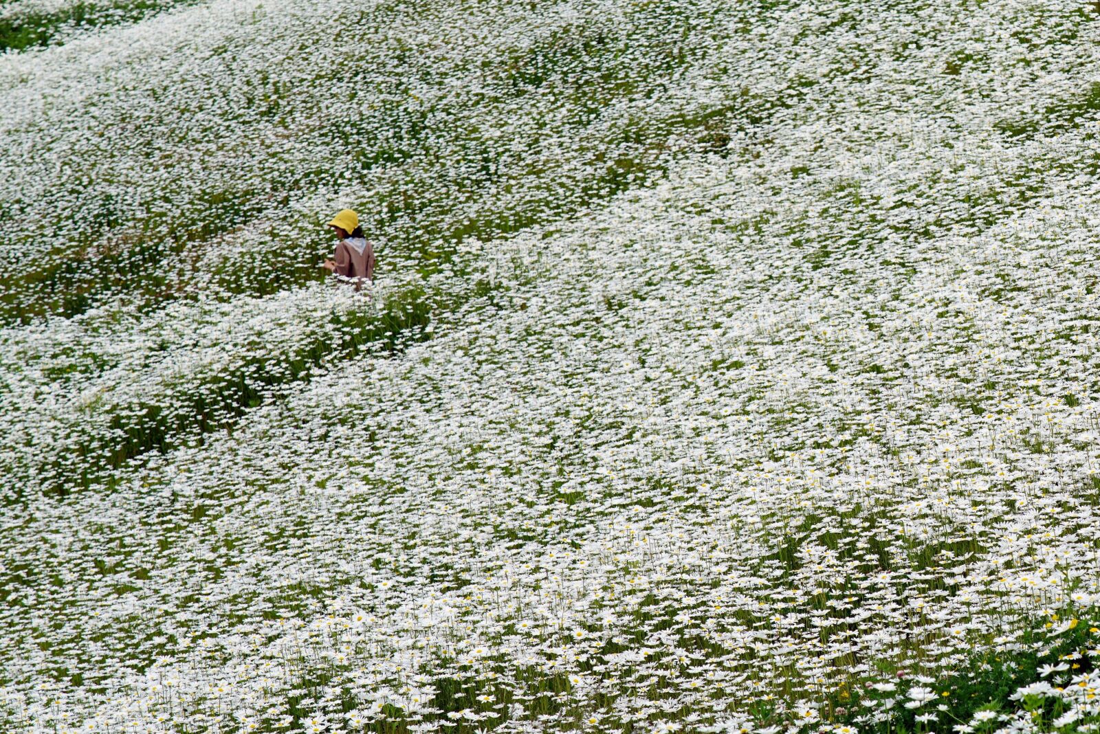 Sony a7R II sample photo. Shasta daisy, mountain, summer photography