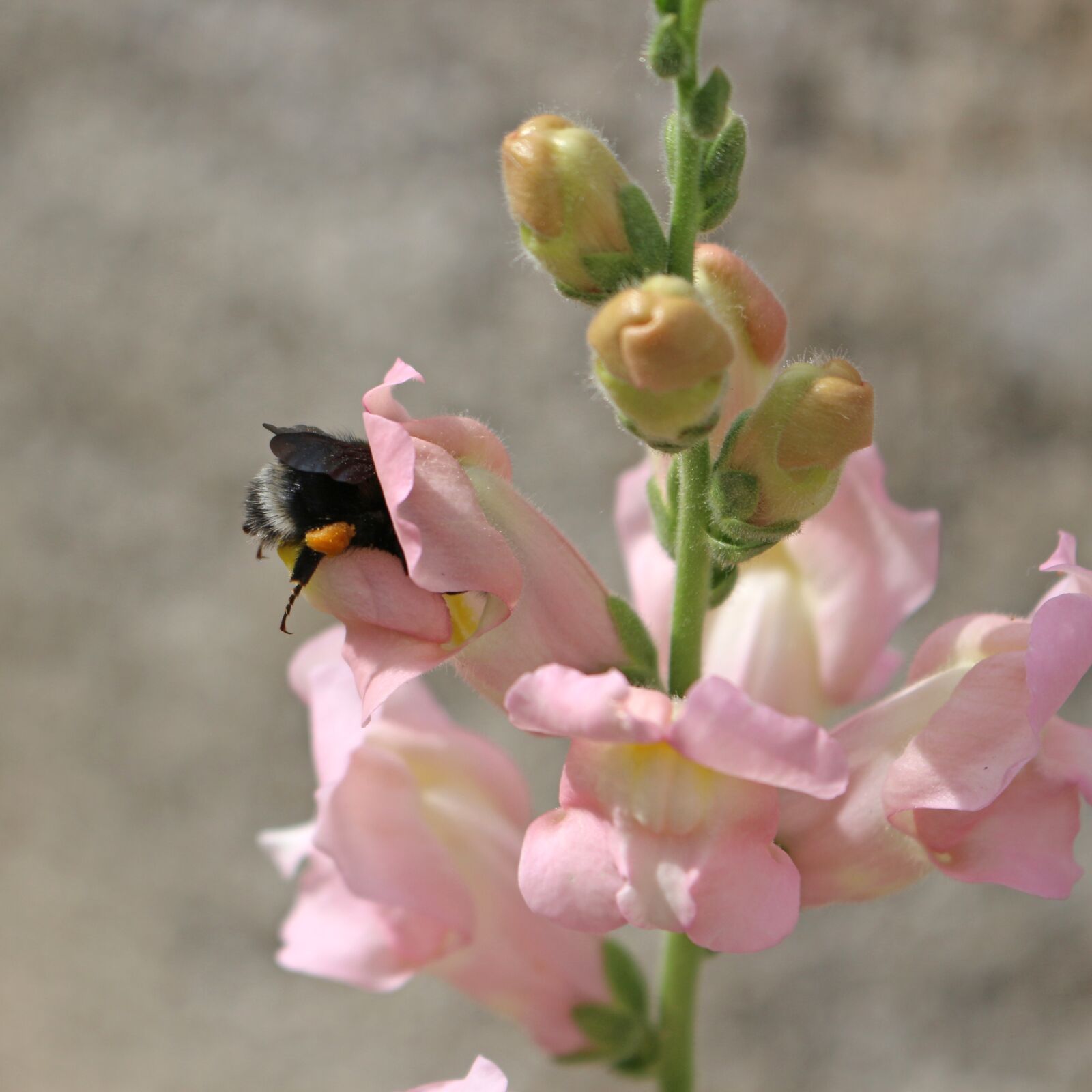Canon EOS 700D (EOS Rebel T5i / EOS Kiss X7i) sample photo. Insect, bumblebee, nature photography