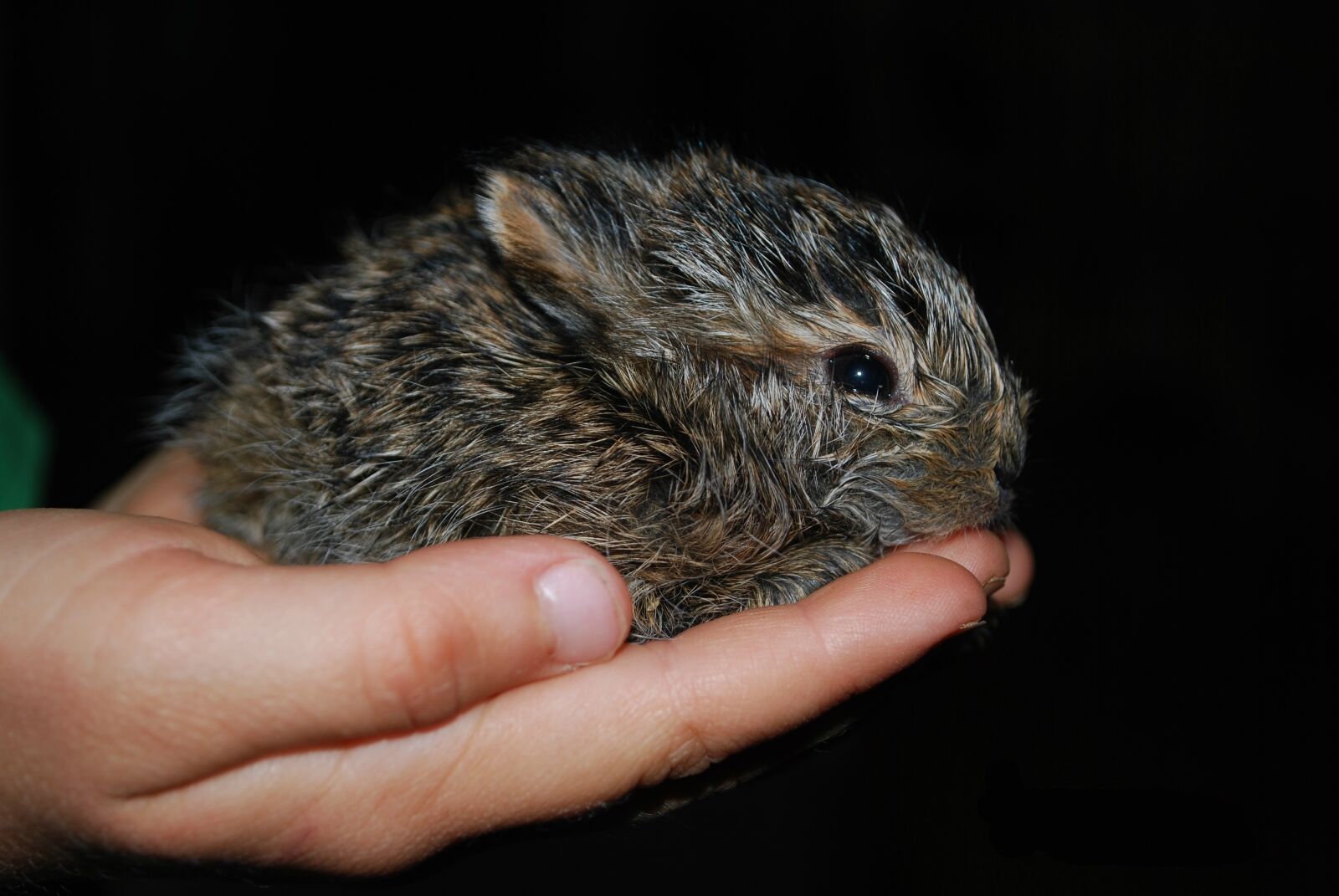 Nikon D60 sample photo. Baby, bunny, cute photography