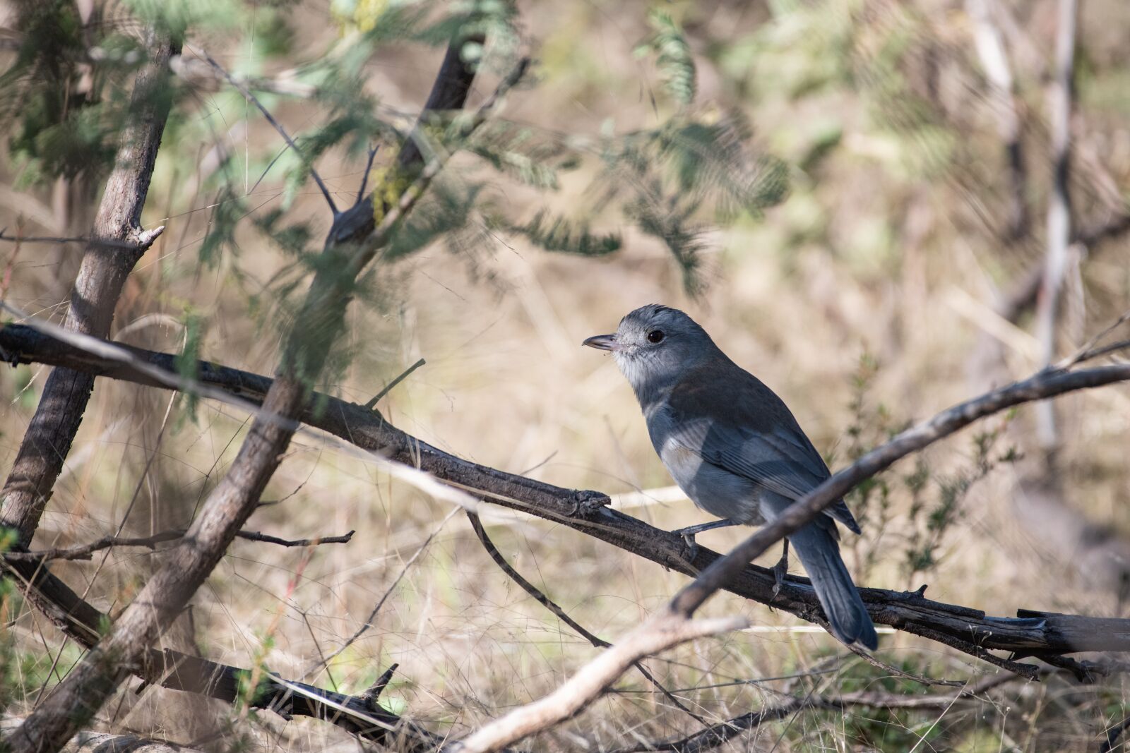 Nikon D850 sample photo. Golden whistler, bird, female photography