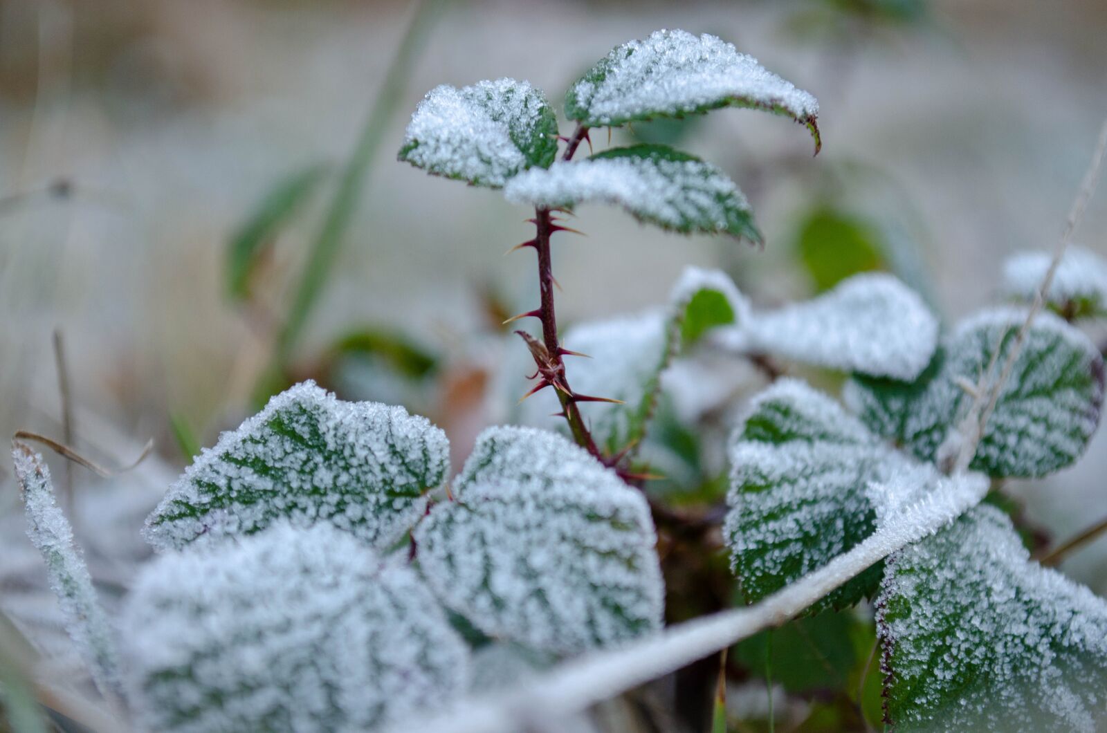 Nikon D5100 sample photo. Frost, thorns, leaves photography