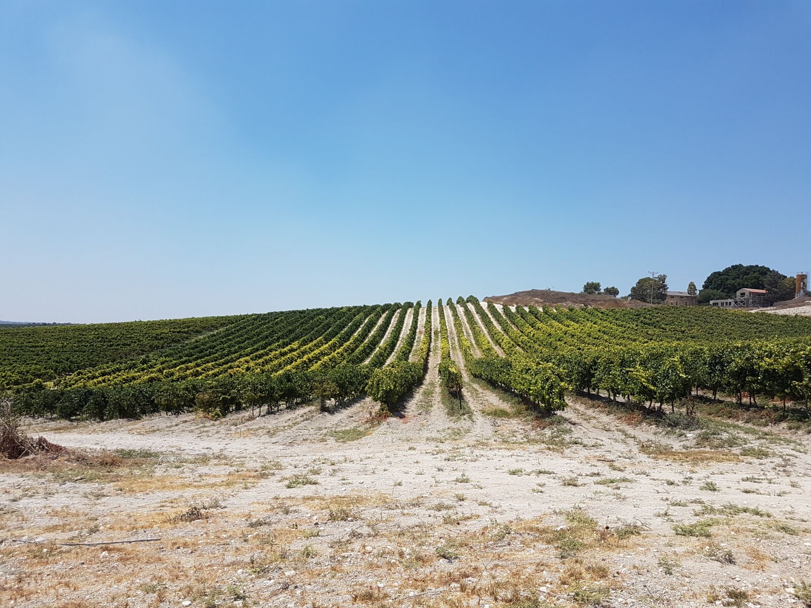 Samsung Galaxy S7 sample photo. Vineyard, vine, grapes photography