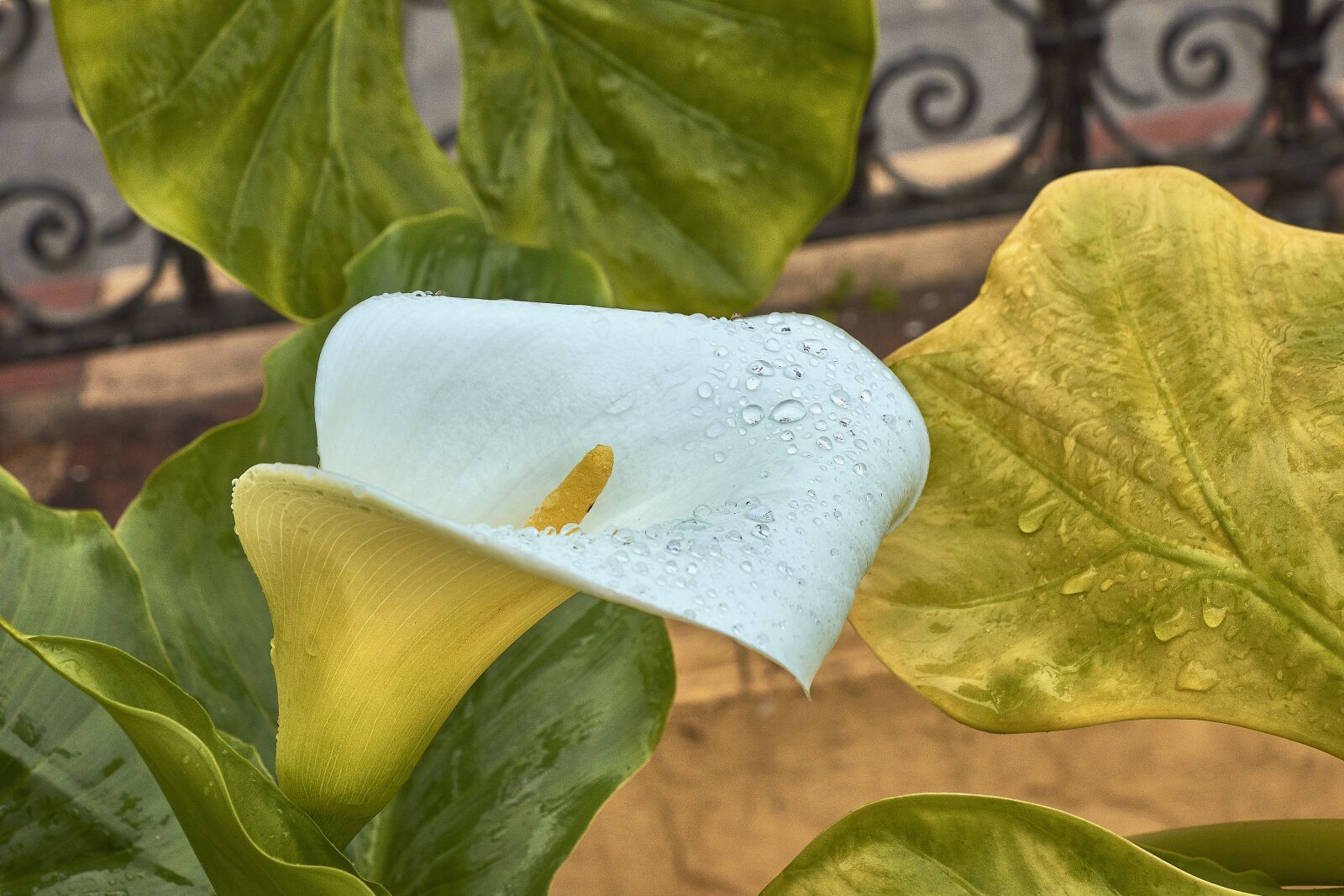 Nikon D7200 sample photo. Flower, nature, plant photography