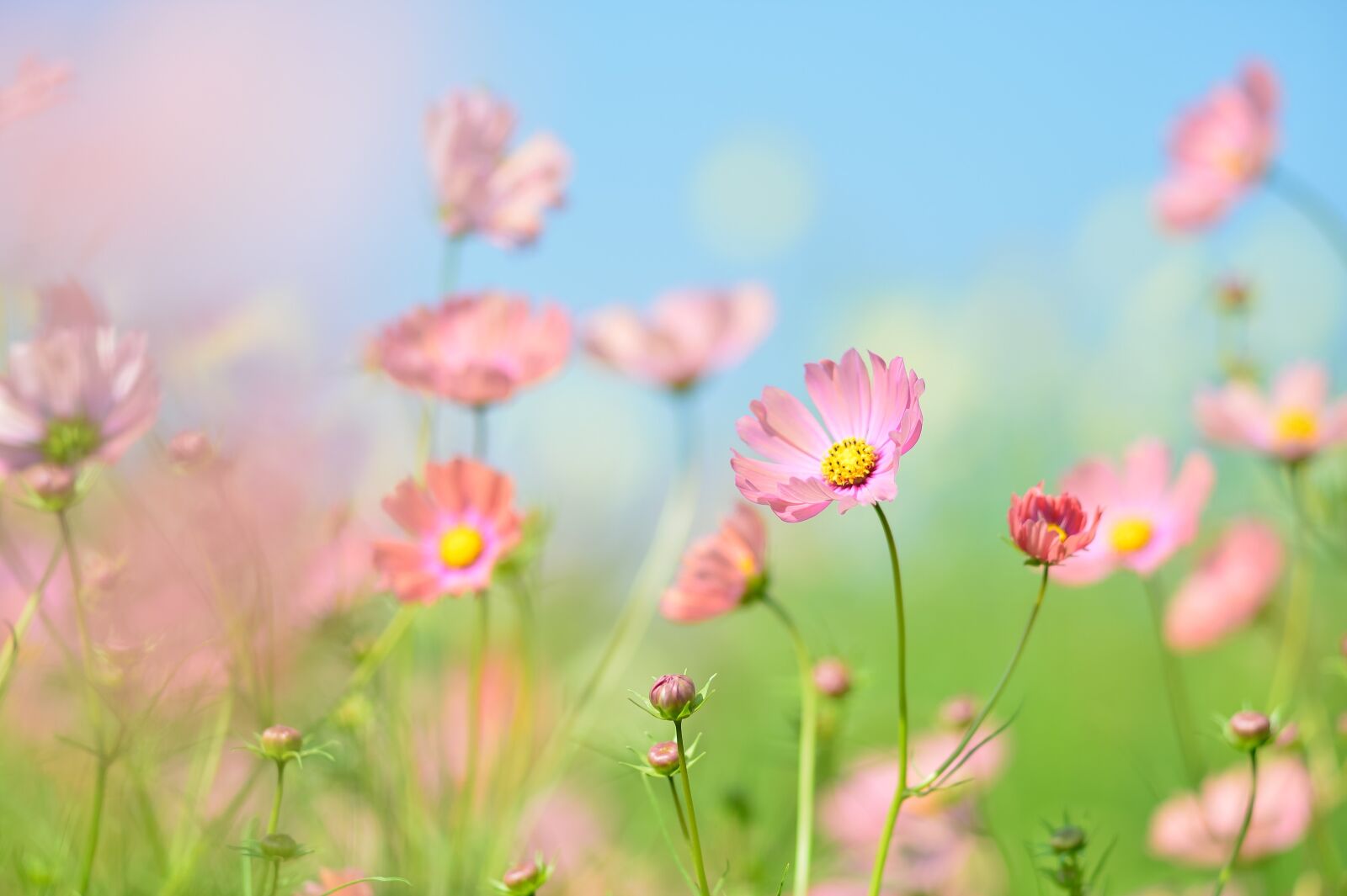 Nikon Df sample photo. Plant, flowers, natural photography