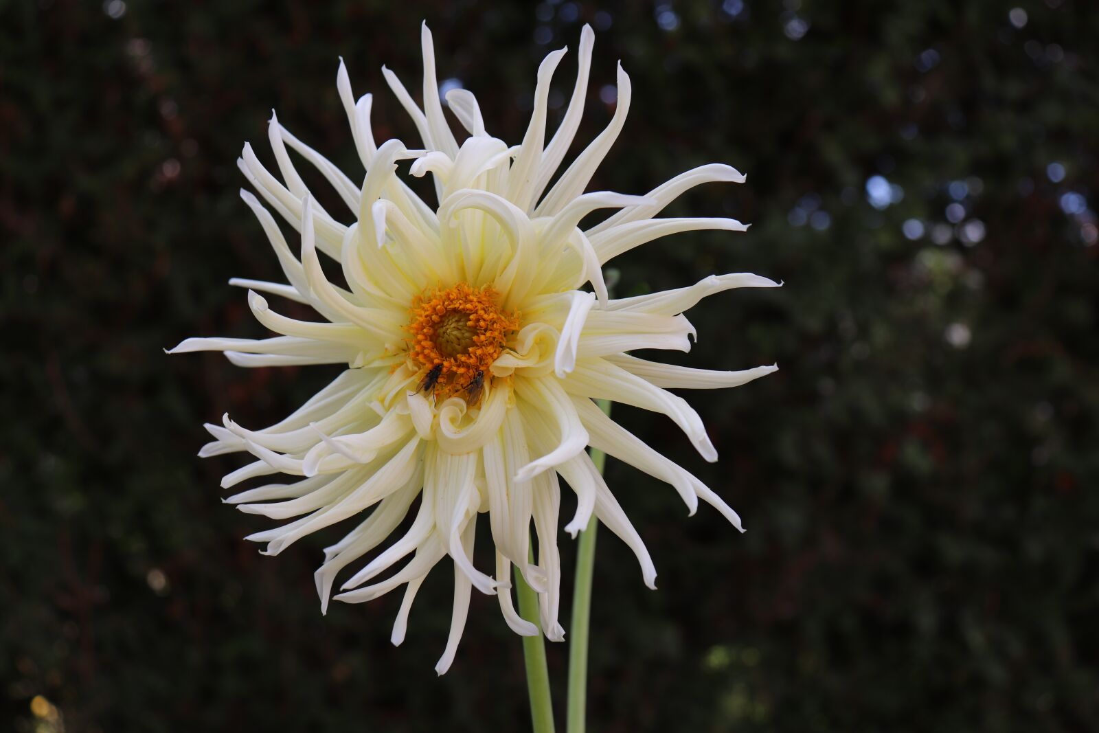 Canon EOS 800D (EOS Rebel T7i / EOS Kiss X9i) sample photo. Dahlias, flowers, garden photography