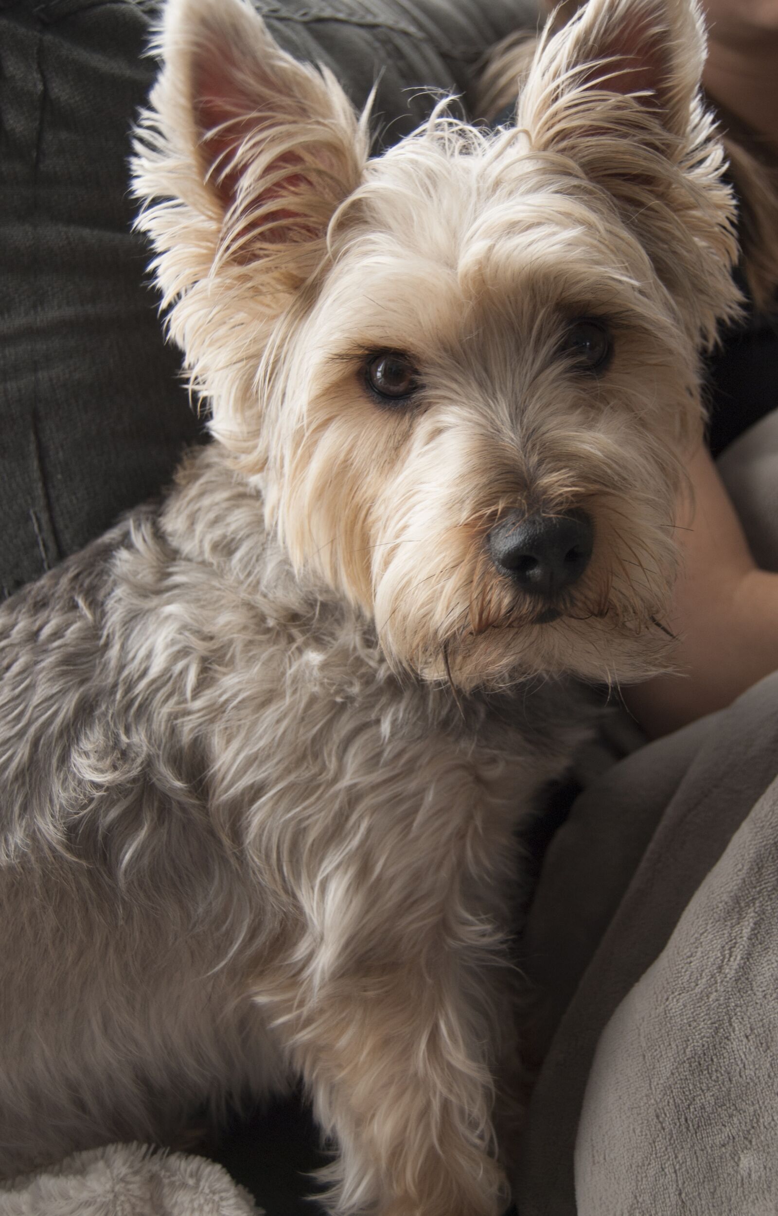 Nikon D40X sample photo. Dog, living room photography