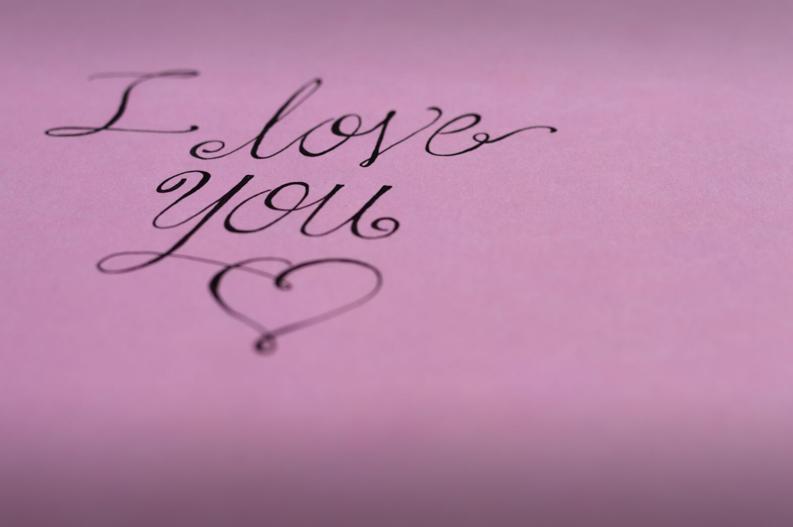 Nikon D3200 sample photo. Lyrics, february, rosa photography