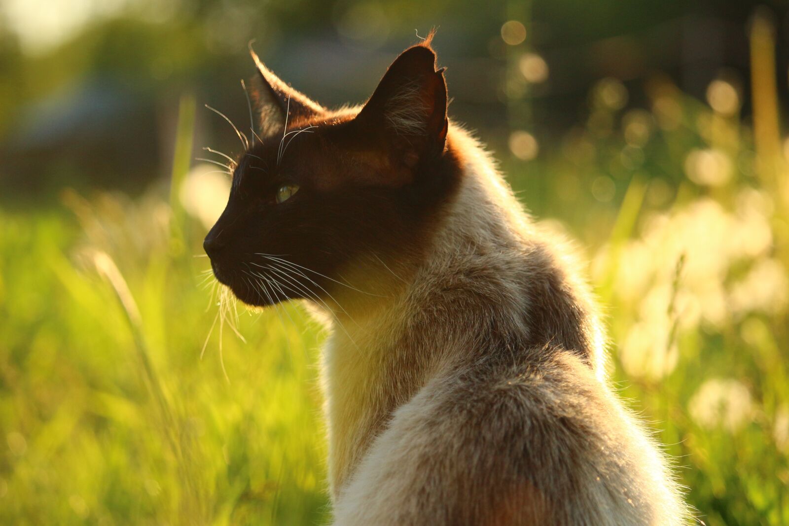 Canon EOS 100D (EOS Rebel SL1 / EOS Kiss X7) sample photo. Cat, siam, siamese photography