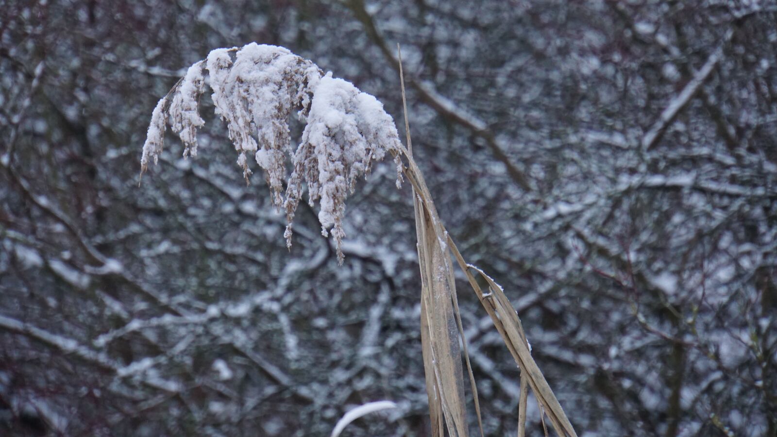 Sony a6000 sample photo. Winter, snow, grass photography