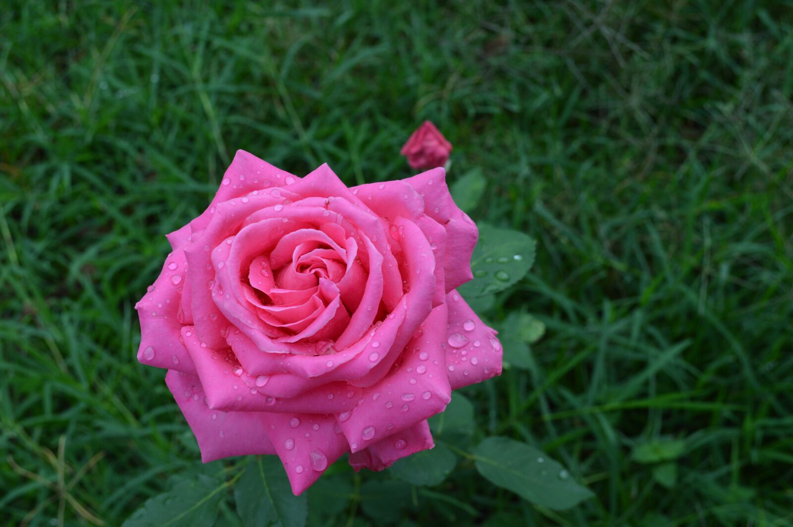 Nikon D3200 sample photo. Rose, plants, floral photography