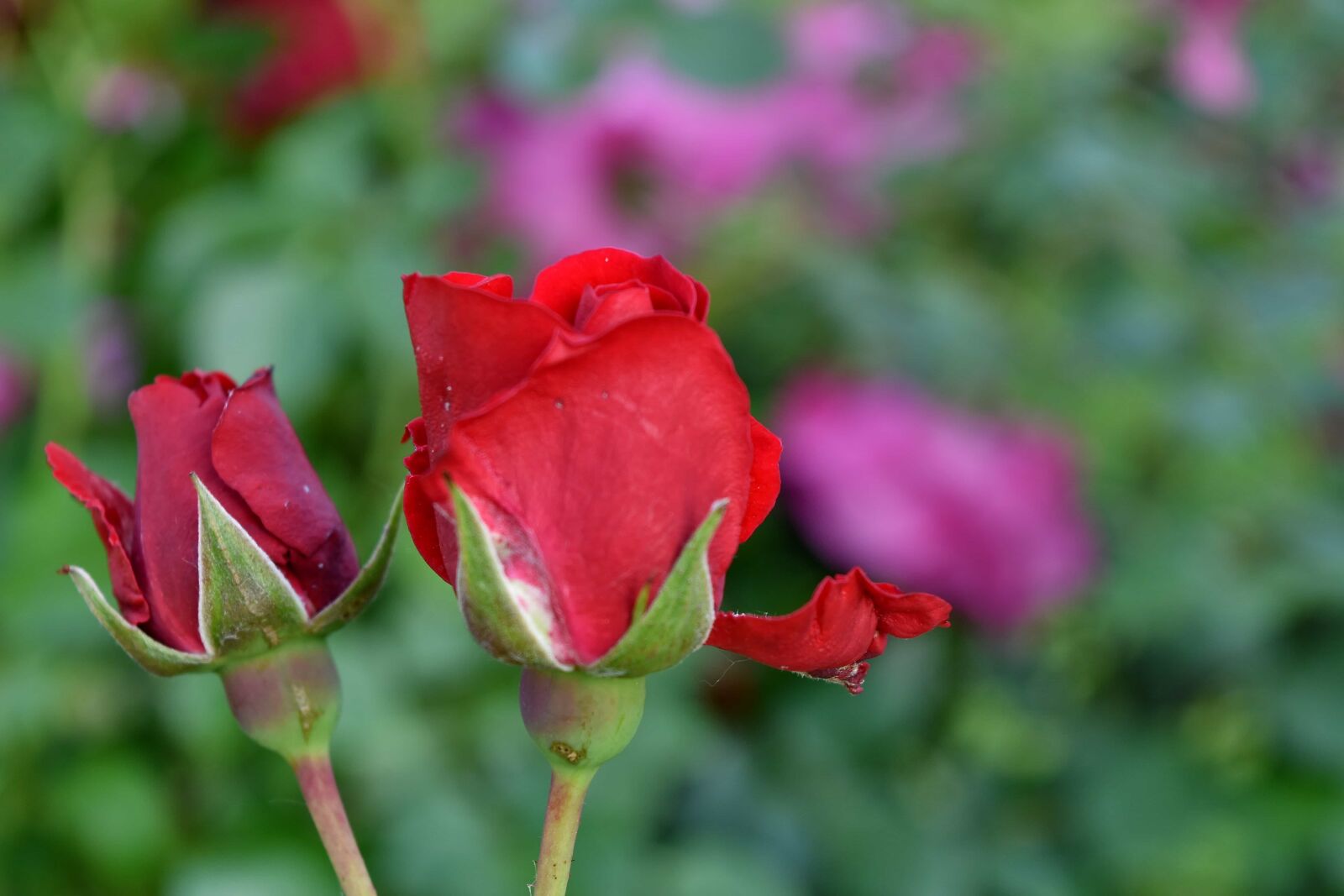 Nikon D5500 sample photo. Green leaves, horticulture, red photography