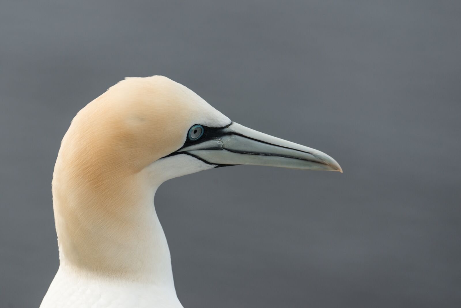 Nikon D800 sample photo. Northern gannet, morus bassanus photography