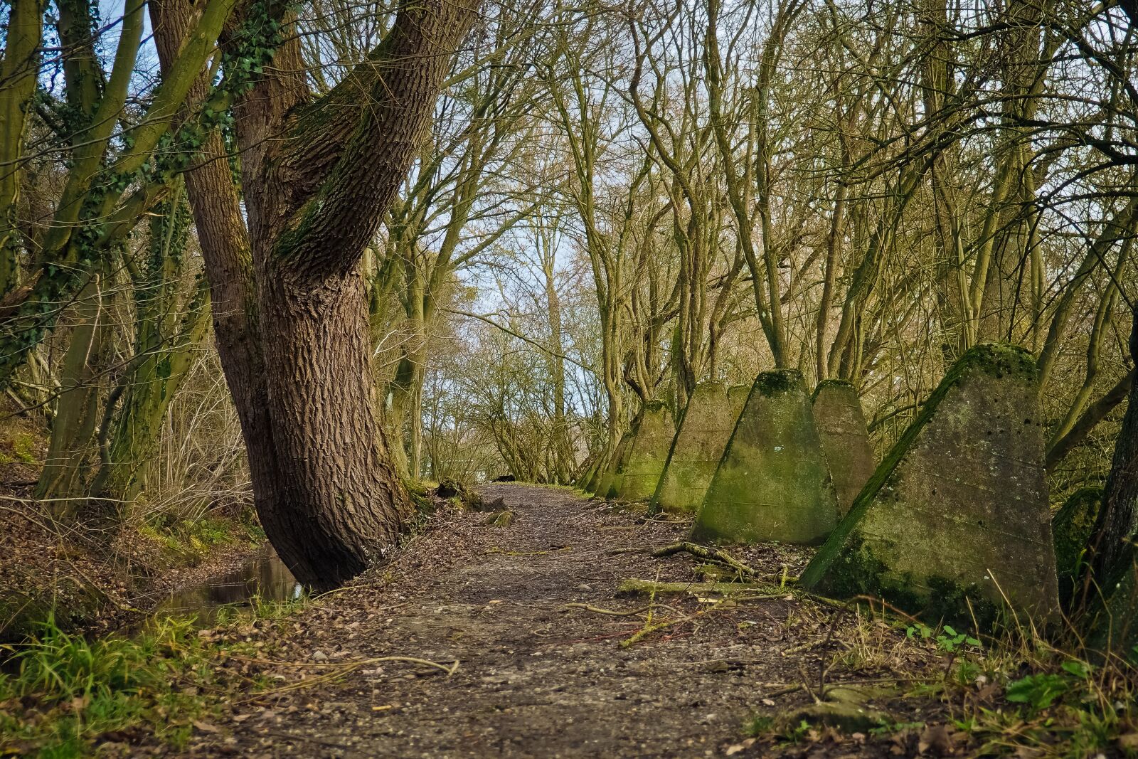 Olympus OM-D E-M10 sample photo. Forest, away, nature photography