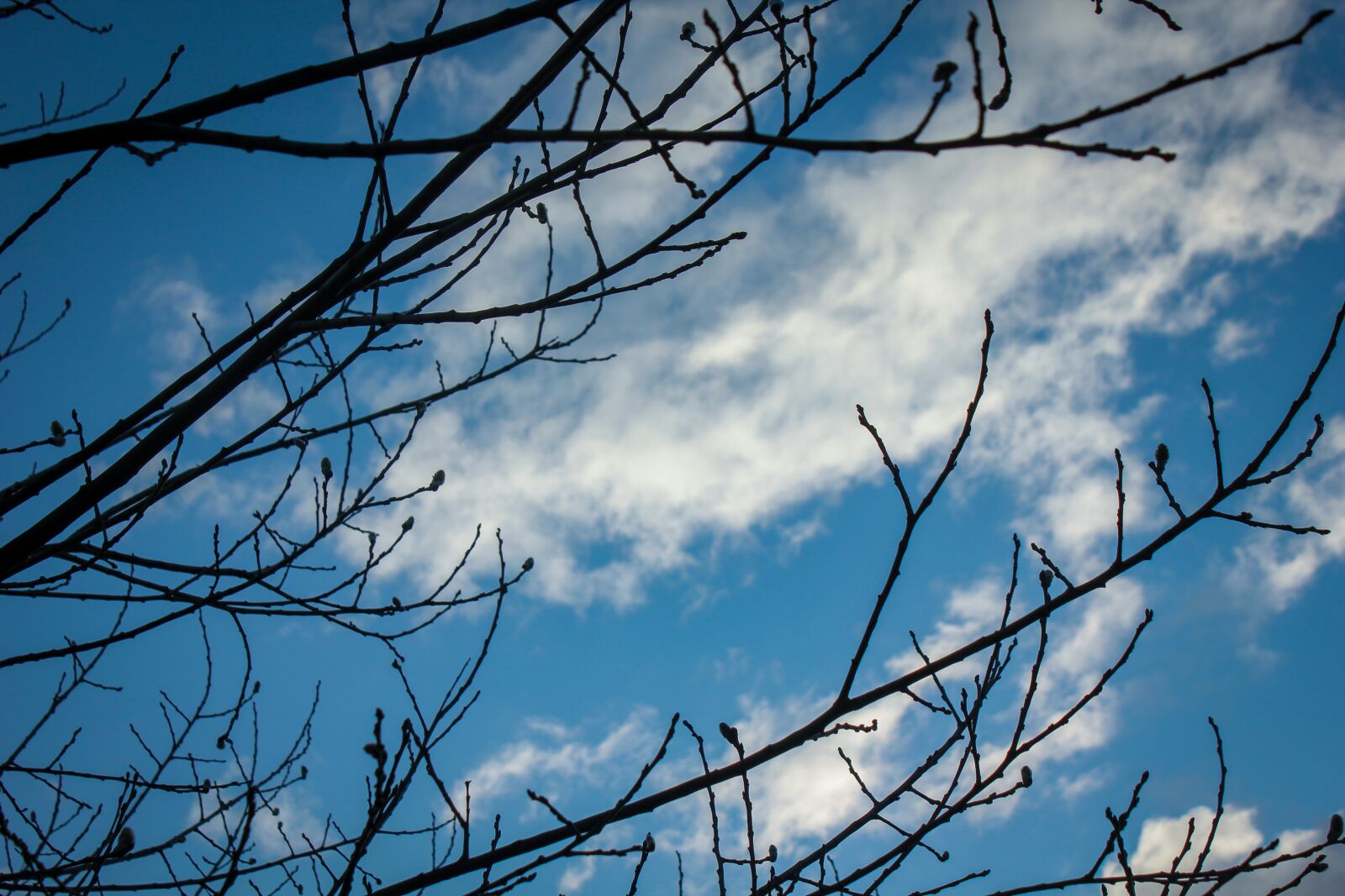 Canon EOS 550D (EOS Rebel T2i / EOS Kiss X4) sample photo. Sky, blue, clouds photography