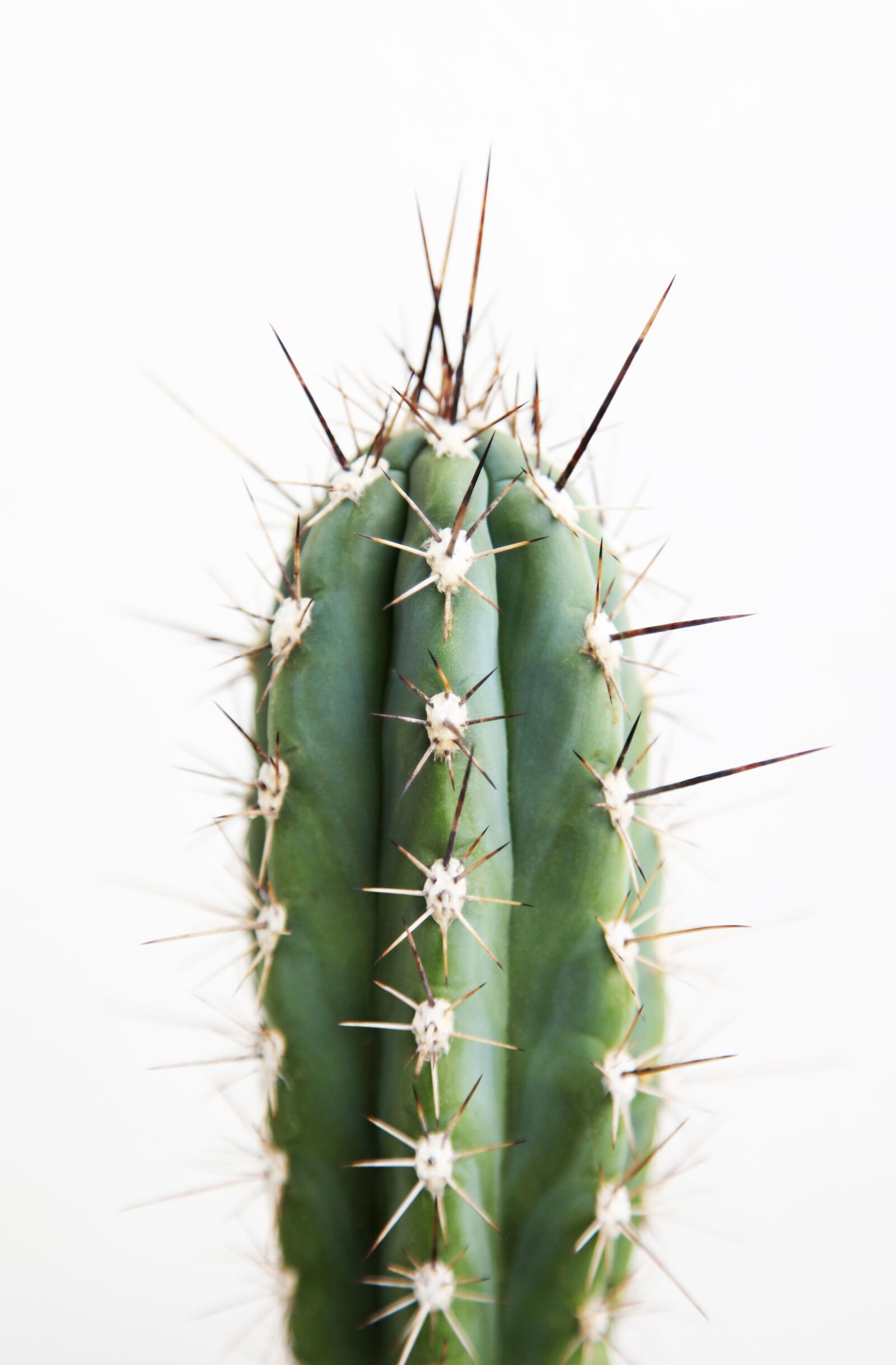 Canon EOS 5D Mark II sample photo. One, cactus, cacti photography