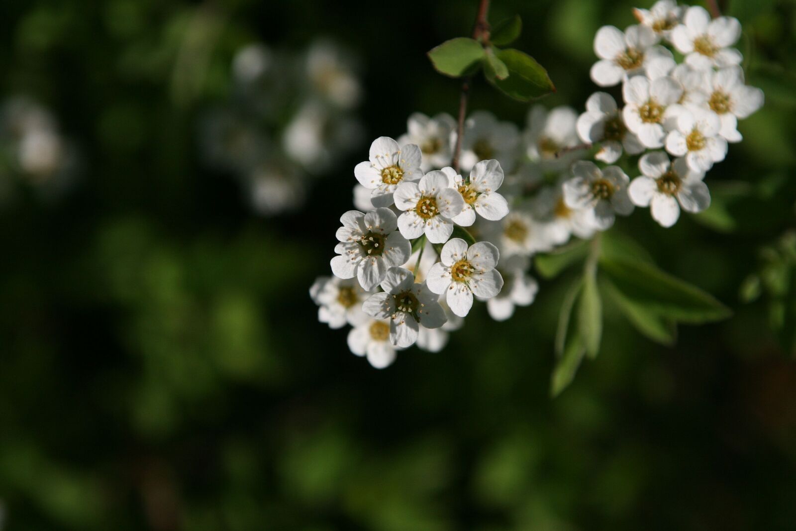 Canon EOS 400D (EOS Digital Rebel XTi / EOS Kiss Digital X) sample photo. Blossom, bloom, tree photography