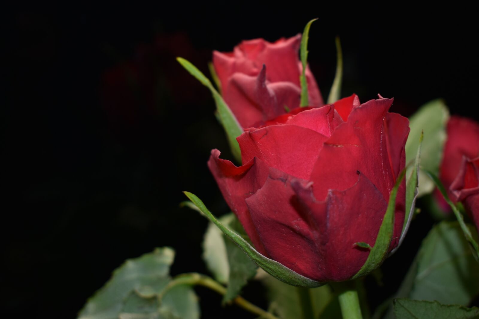 Nikon D3400 sample photo. Rose, flowers, bouquet photography