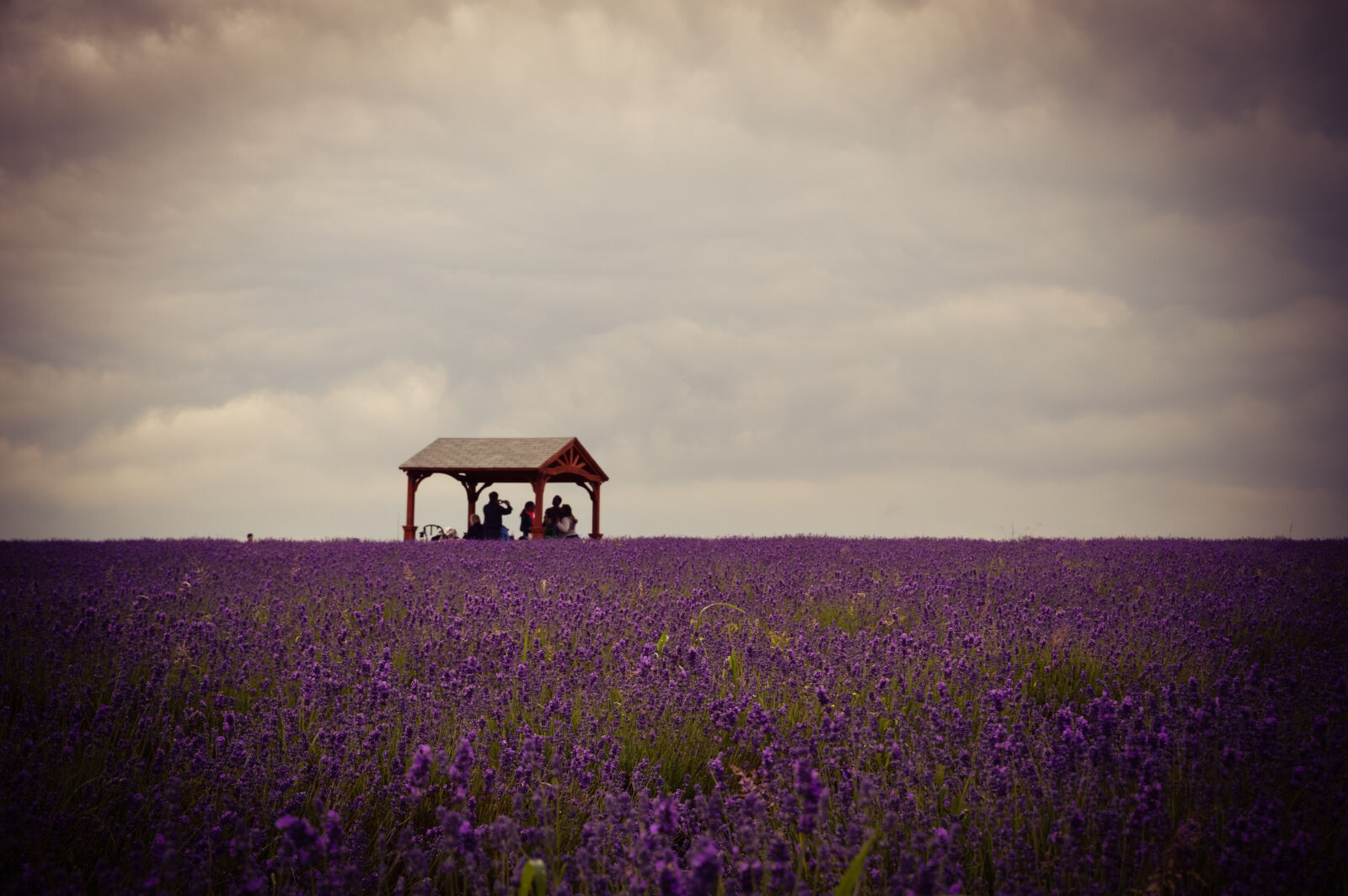 Nikon D3200 sample photo. England, farm, lavender, lavender photography