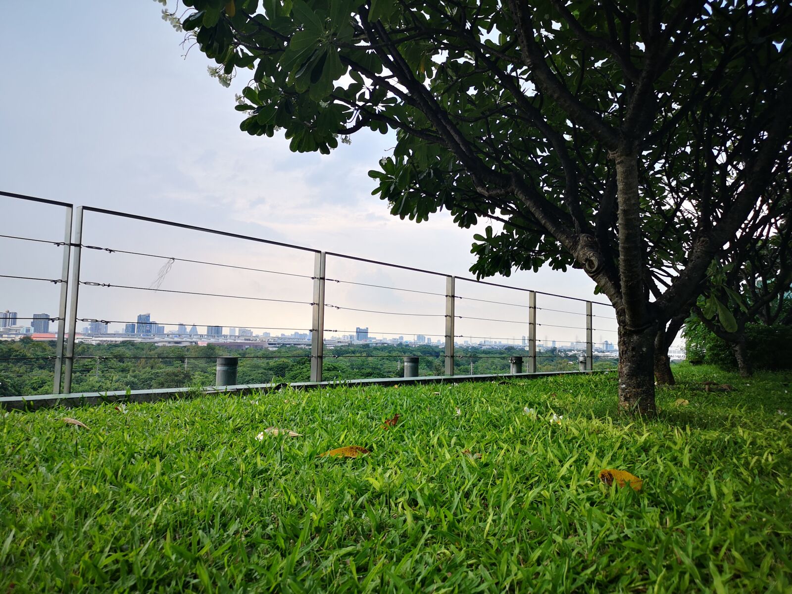 HUAWEI CLT-L29 sample photo. Green, nature, tree photography