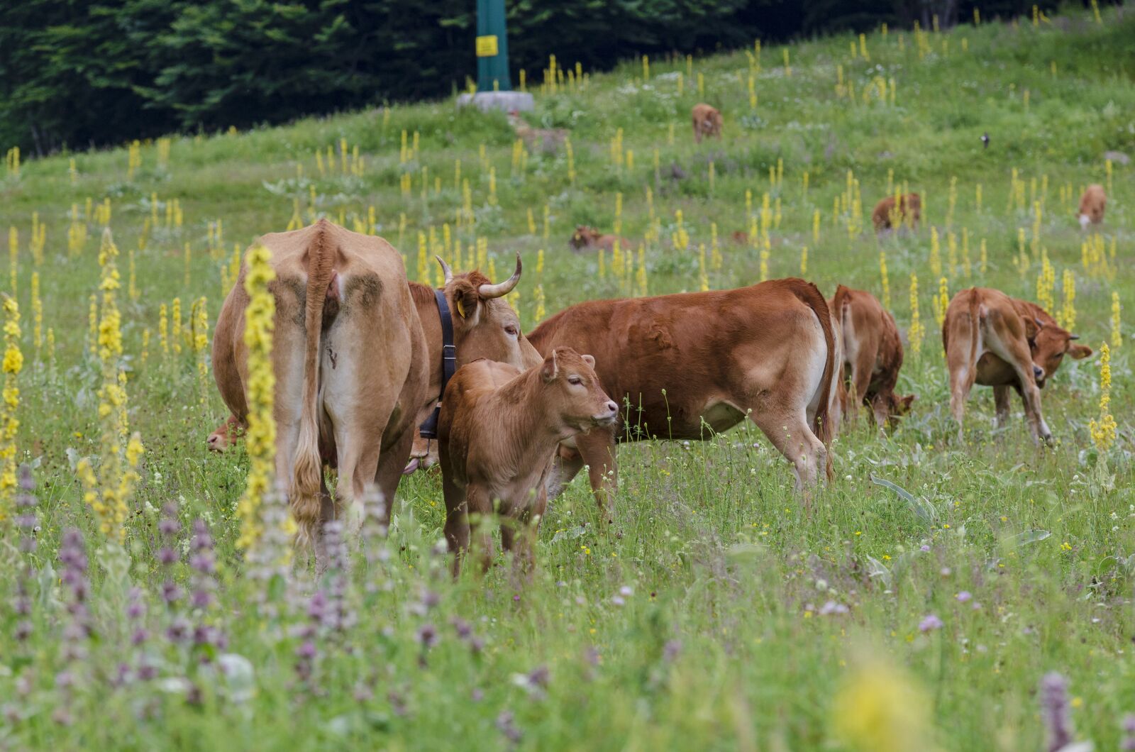 Nikon D7000 sample photo. Cows, animals, nature photography
