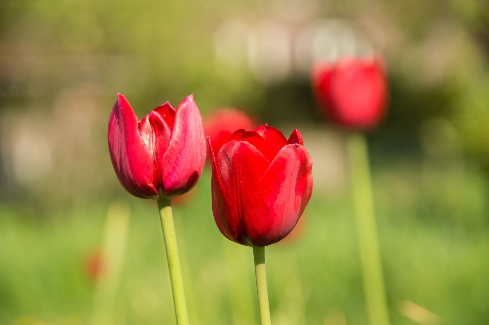 Sony SLT-A58 sample photo. Tulips, holland, nature photography