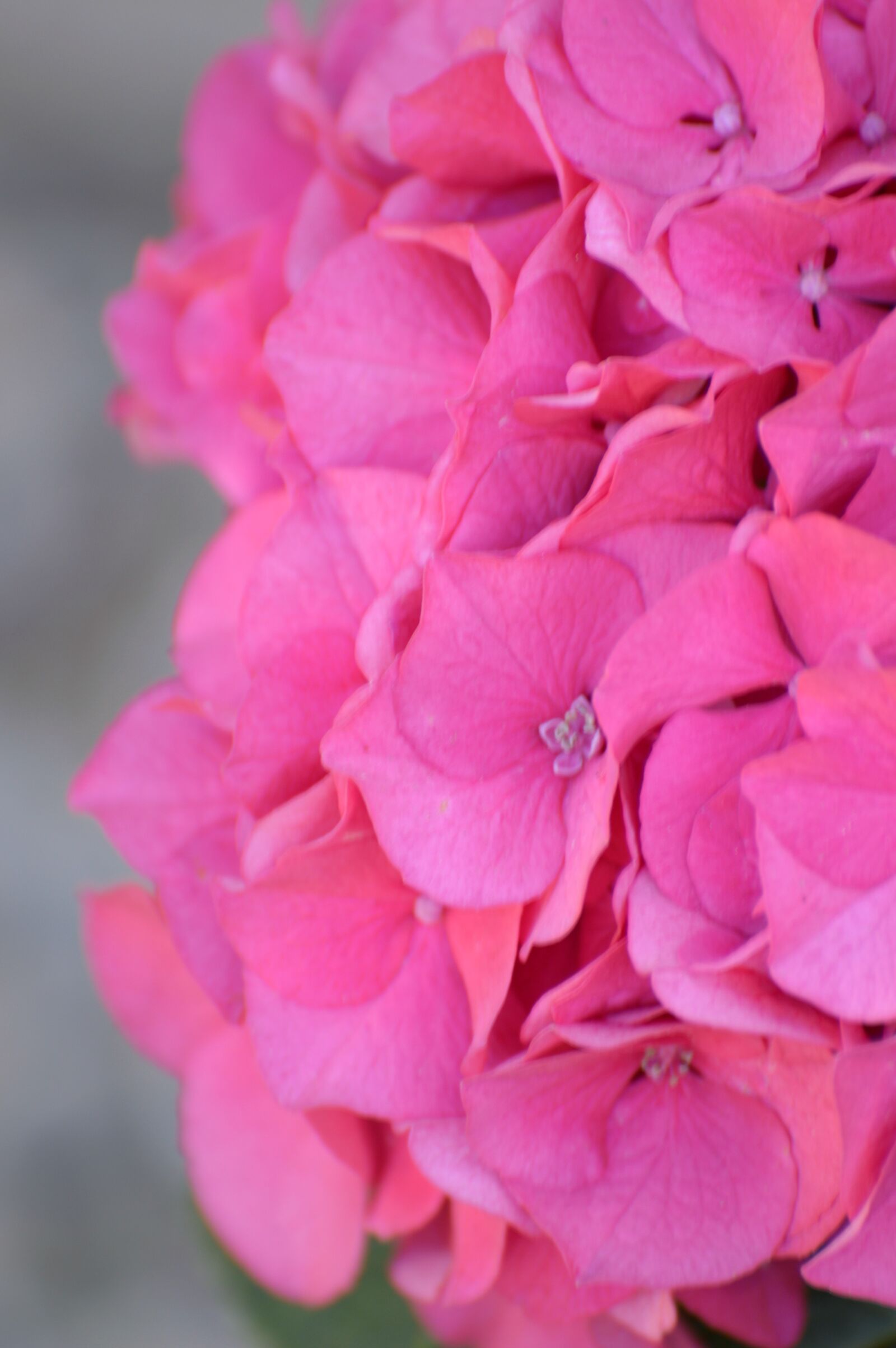 Nikon D3200 sample photo. Flower, pink, hydrangea photography
