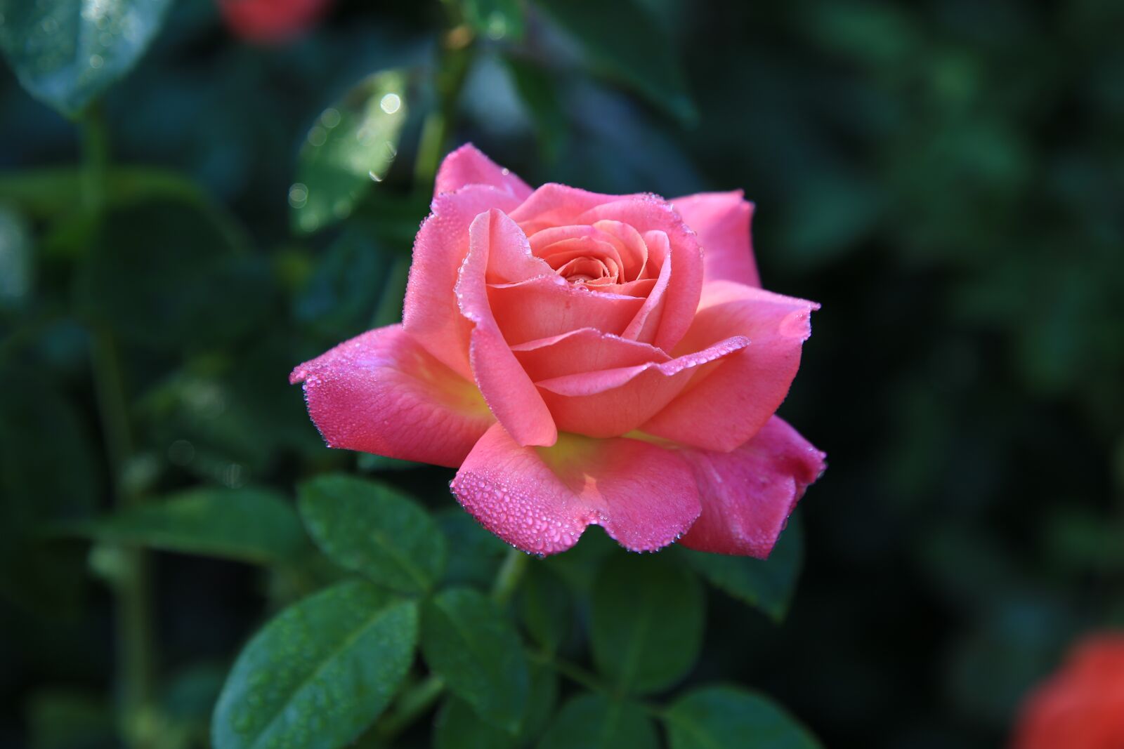 Canon EOS 6D + Canon EF 24-105mm F4L IS USM sample photo. Rose, flowers, romance photography