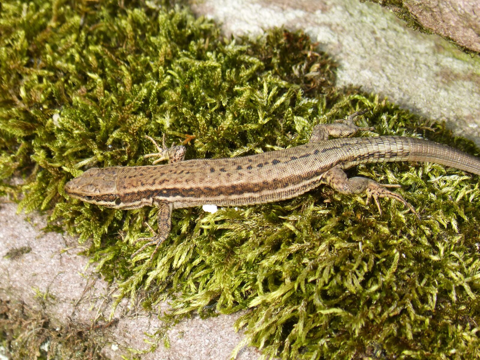 Panasonic DMC-FZ62 sample photo. Lizard, moss, reptile photography