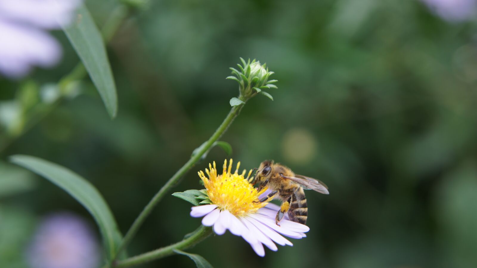 Sony SLT-A55 (SLT-A55V) + Sony DT 18-55mm F3.5-5.6 SAM sample photo. Aster, astra, astra chamomile photography