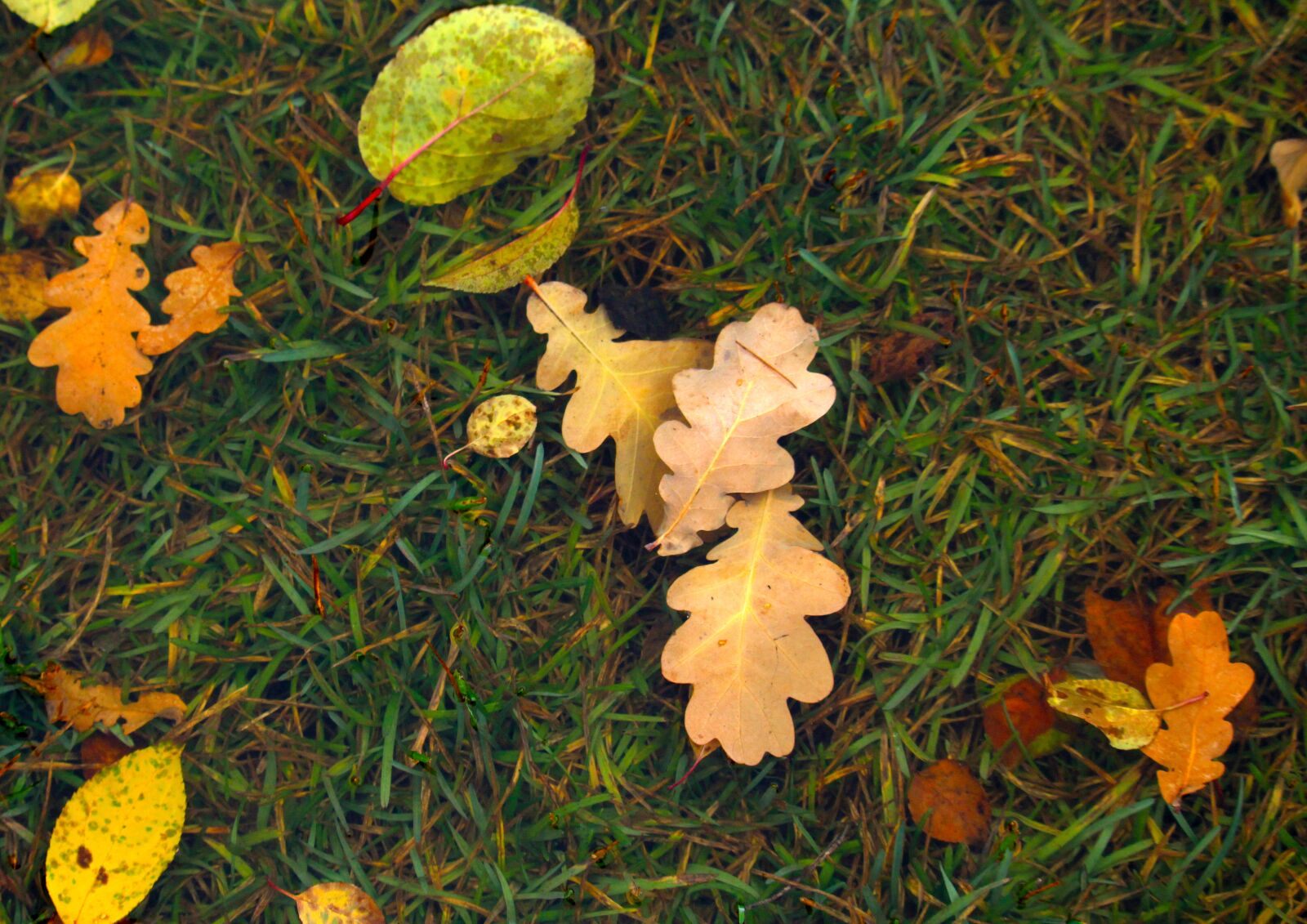 Canon EOS 1200D (EOS Rebel T5 / EOS Kiss X70 / EOS Hi) sample photo. Autumn, leaves, nature photography