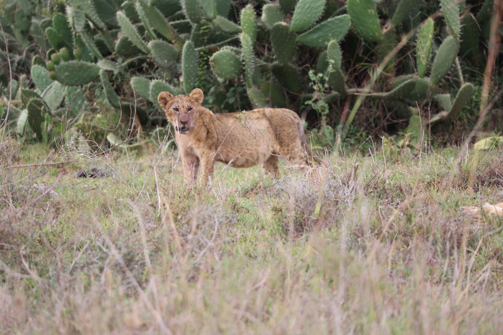 150-600mm F5-6.3 DG OS HSM | Contemporary 015 sample photo. Lion, wildlife, safari photography