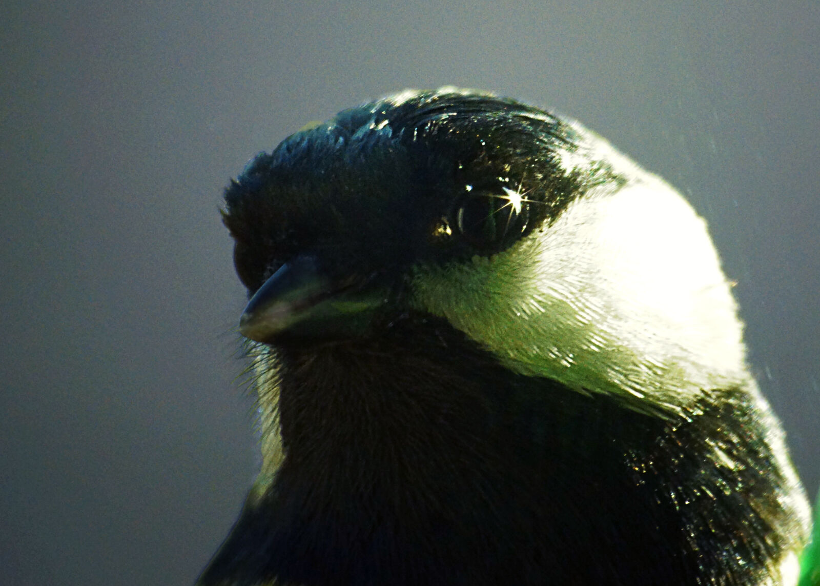 Sony SLT-A65 (SLT-A65V) sample photo. Bird, birds, portrait, tit photography